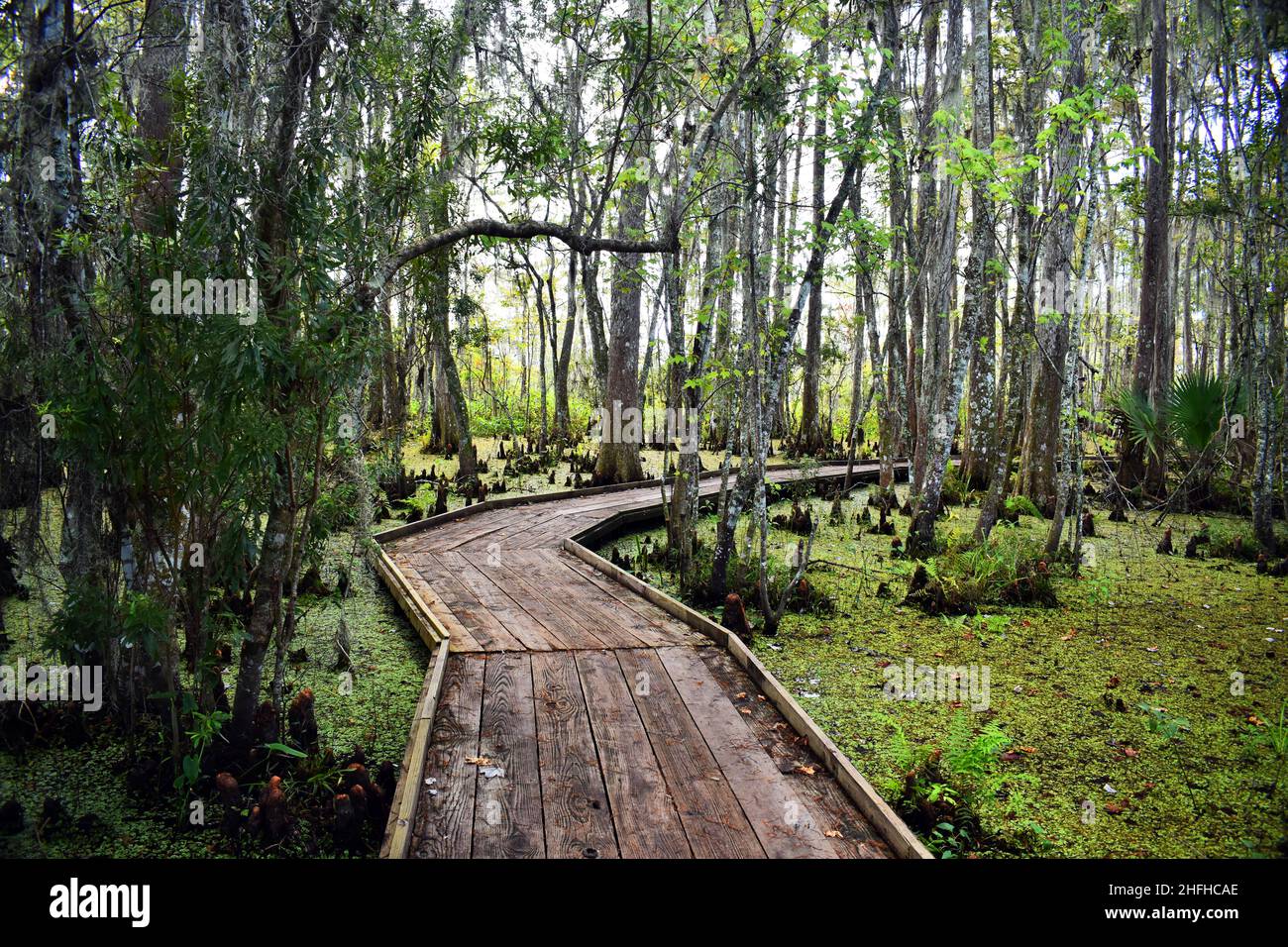 A wooden boardwalk surrounded by trees leads through a swamp Stock Photo