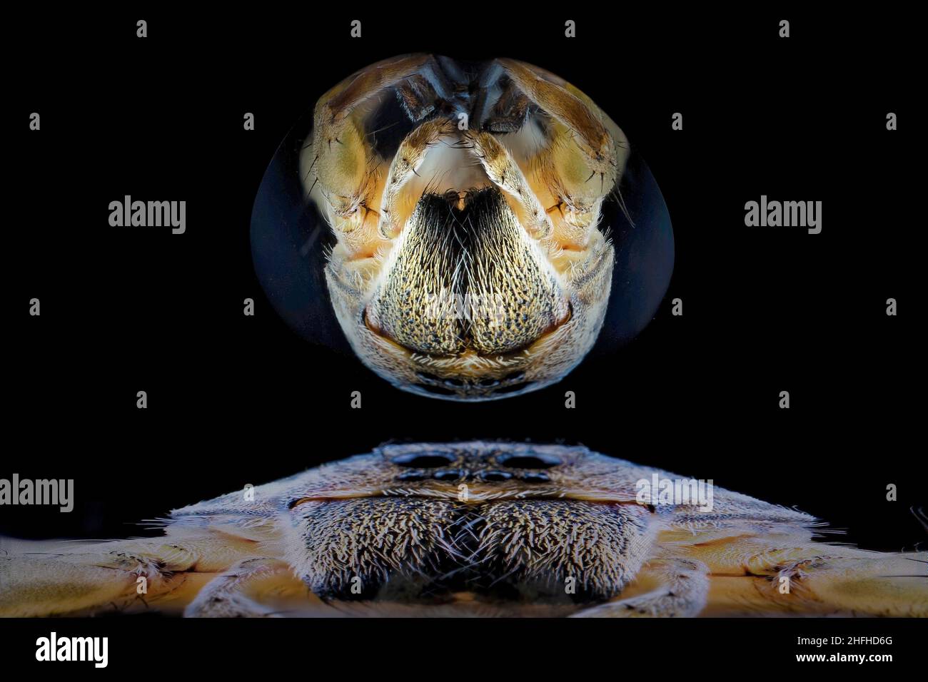 The image of a wolf spider on a surface tablet reflected onto the back of a shiny spoon against a black background Stock Photo