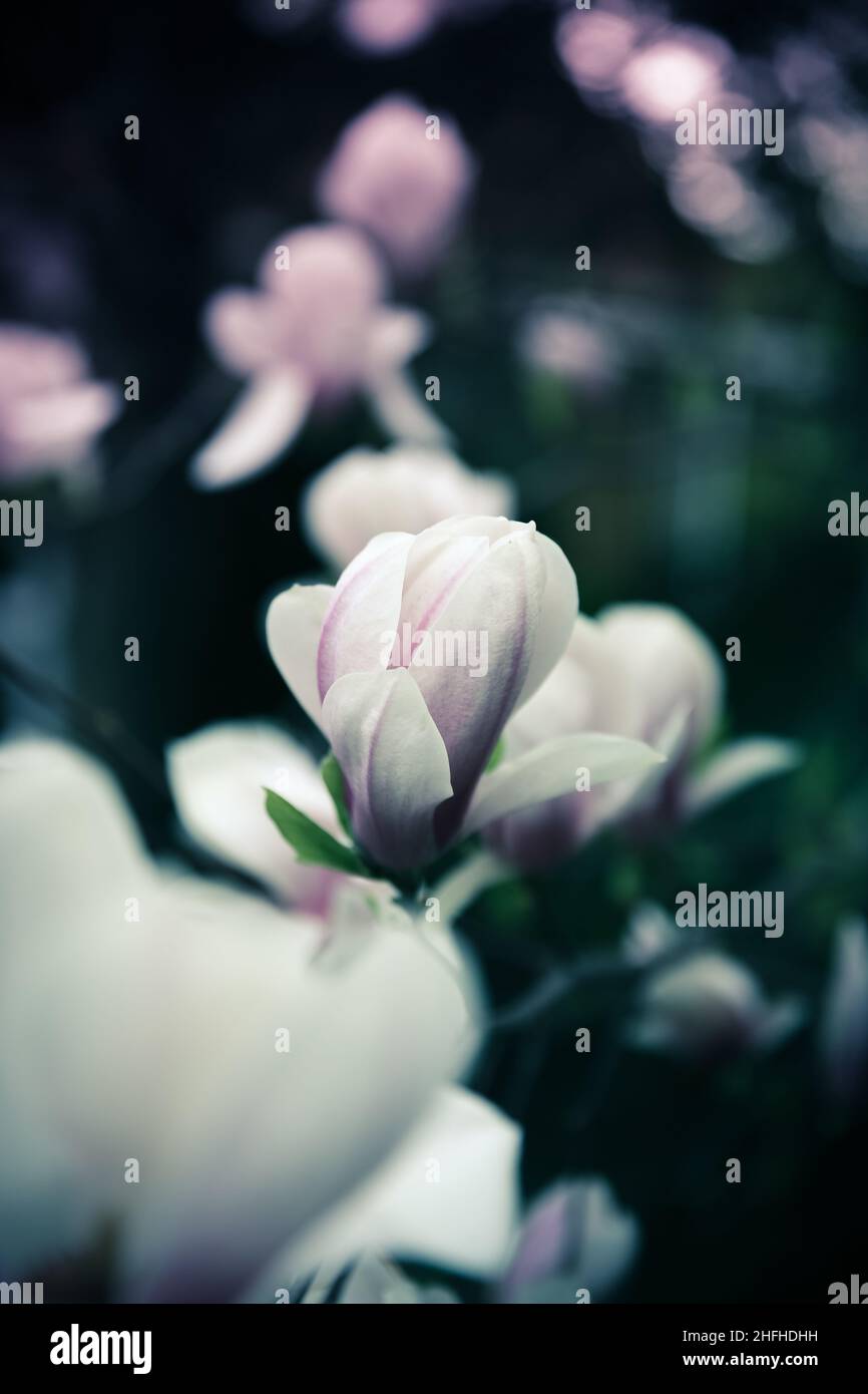 Beautiful close up pink magnolia flowers. Blooming magnolia tree in the ...