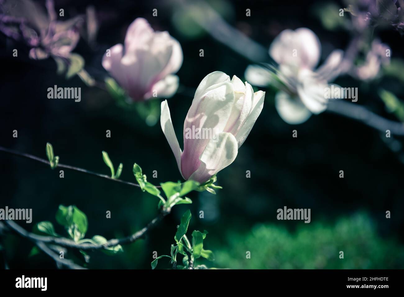 Beautiful close up pink magnolia flowers. Blooming magnolia tree in the ...
