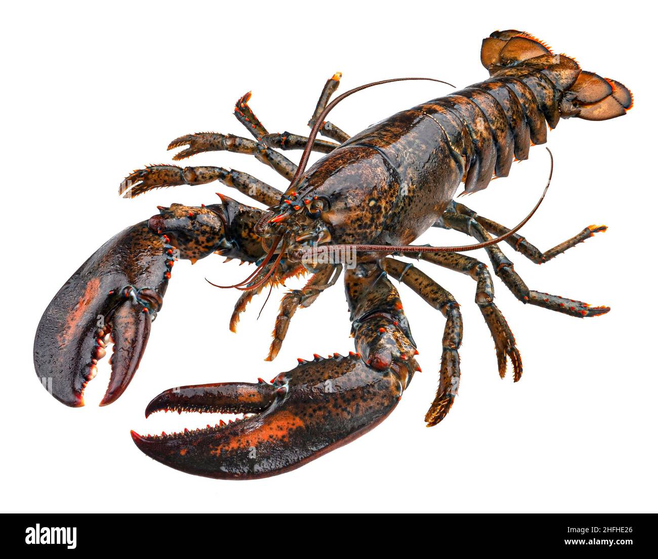 Fresh raw lobster isolated on white background Stock Photo