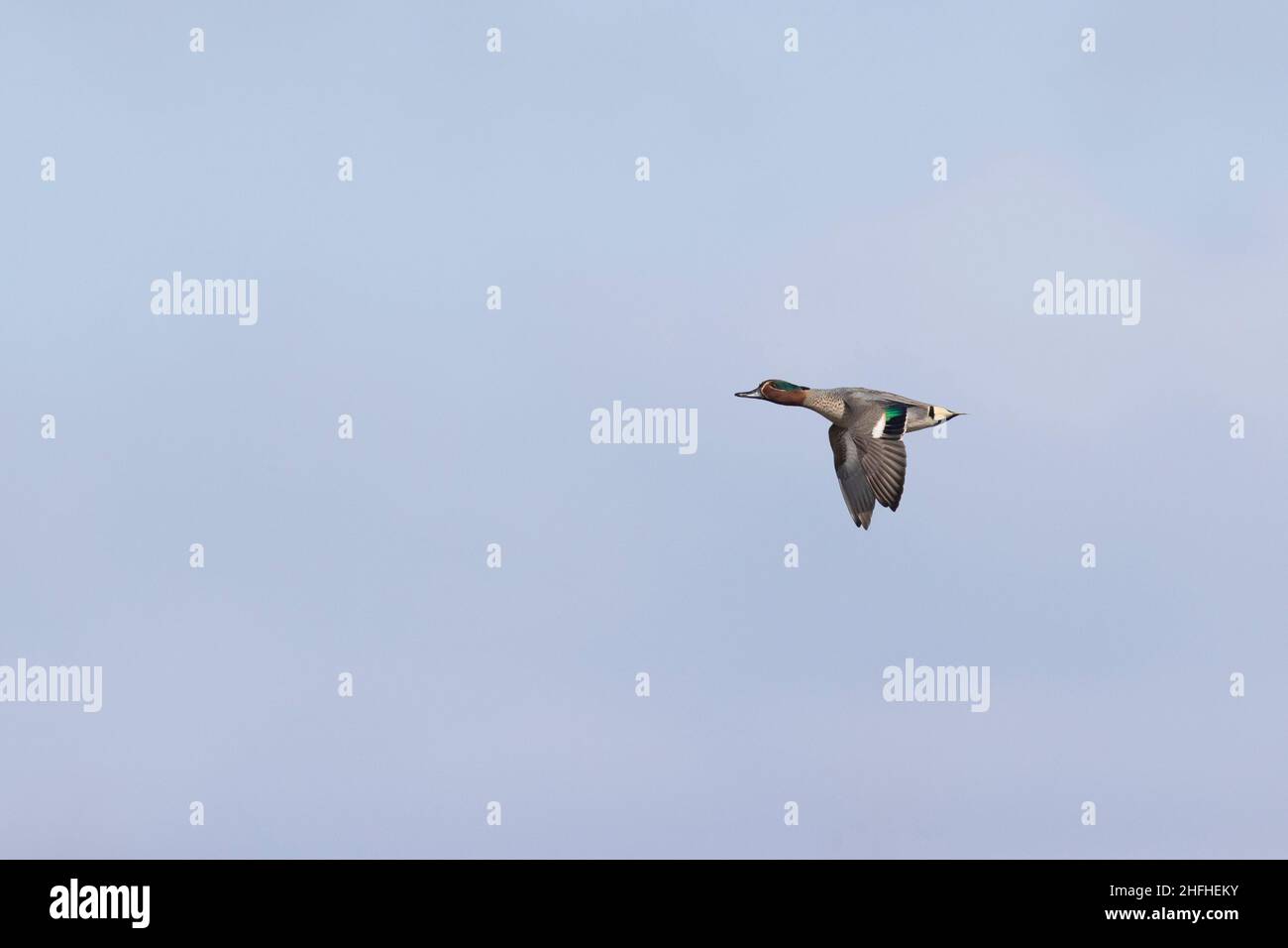 Common teal (Anas crecca) adult male flying Stock Photo