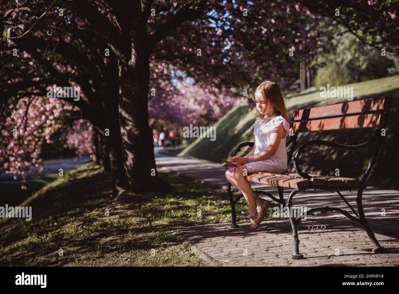 Adorable little girl in white dress sits on a bench in blooming pink ...