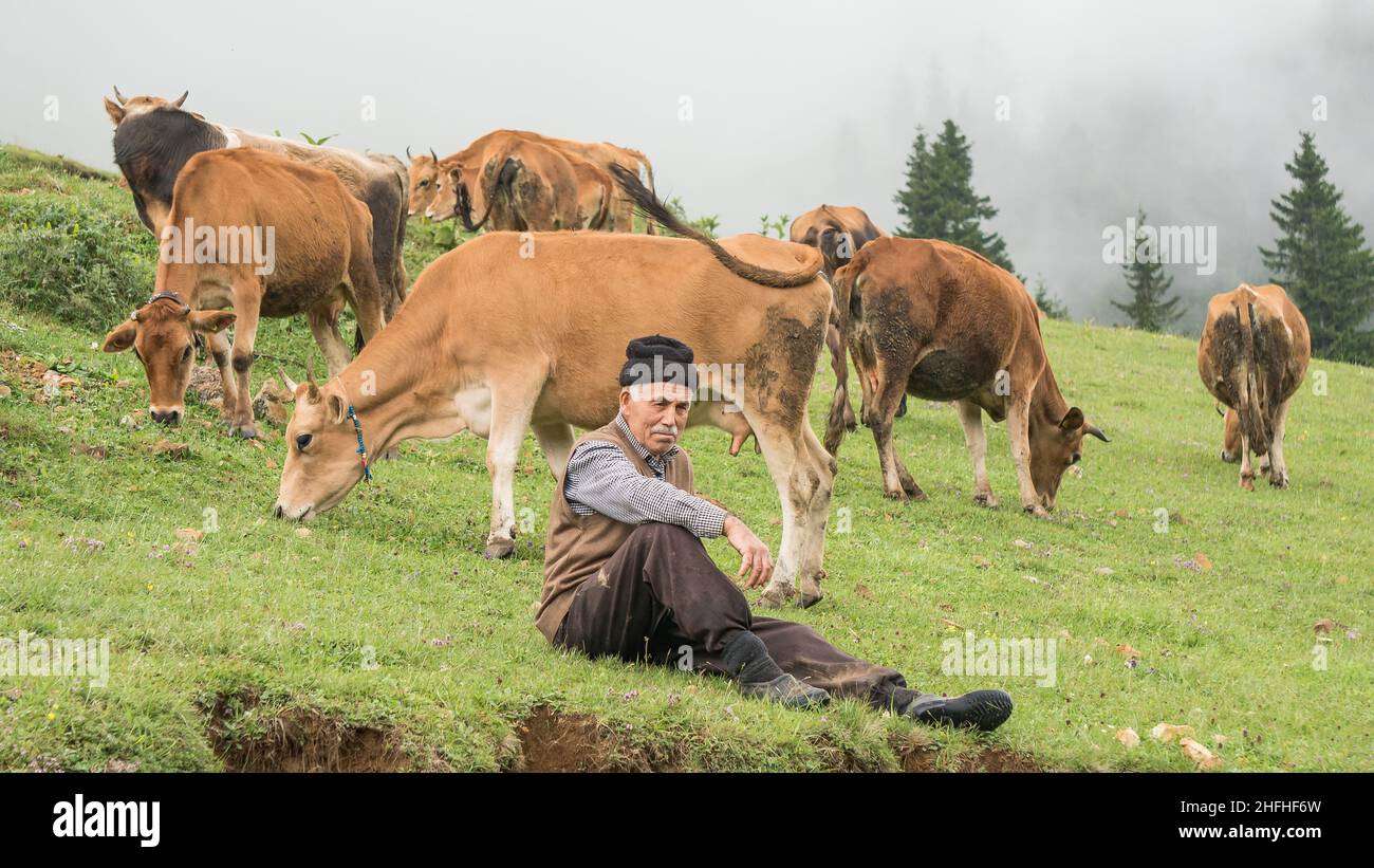 Giresun, Turkey - July 2014: Turkish old man shepherd sitting in the meadow looking after the cows in Black Sea region, Turkey Stock Photo