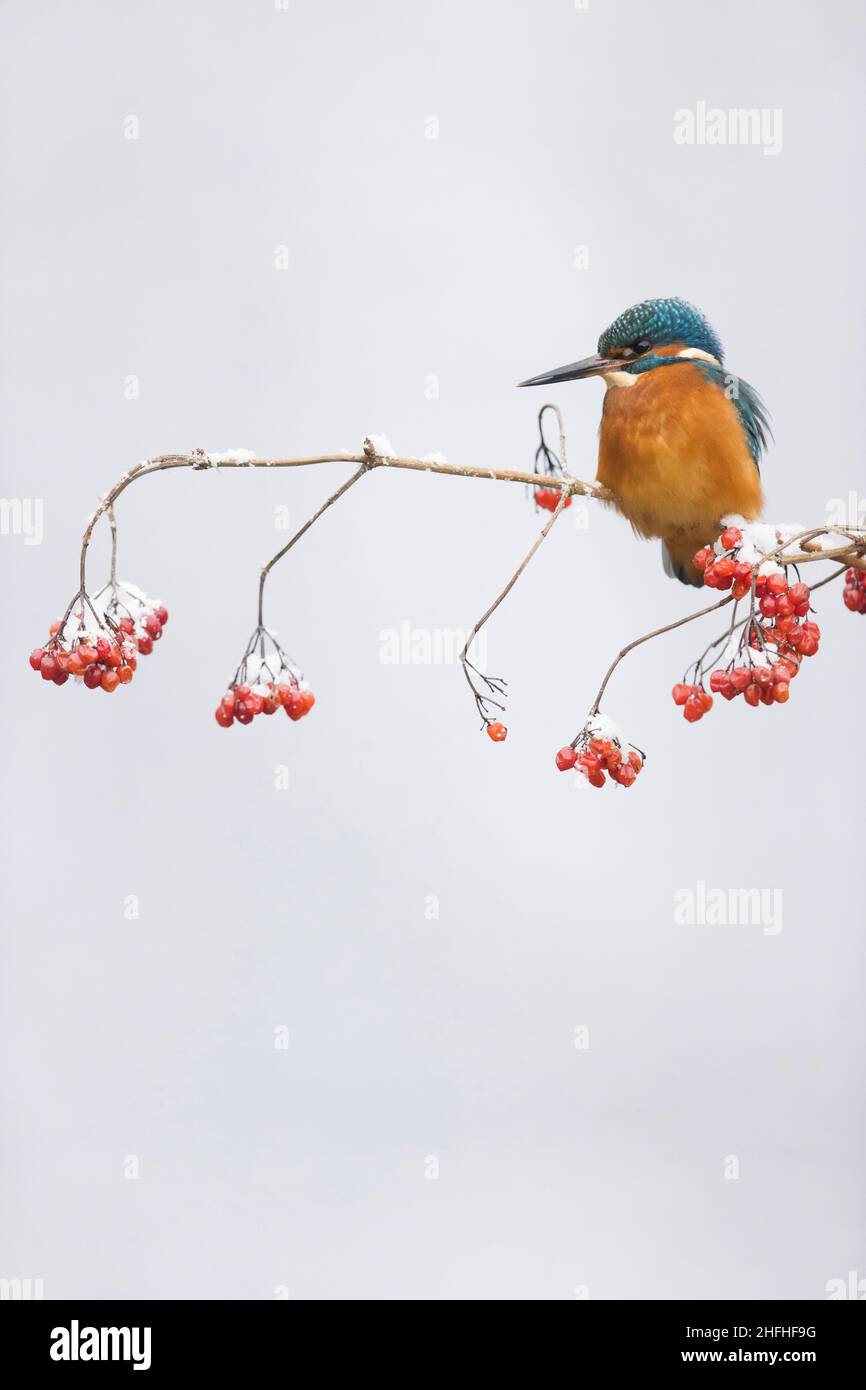 Common Kingfisher (Alcedo atthis) adult male perched on snow covered Guelder Rose (Viburnum opulus) with berries Stock Photo