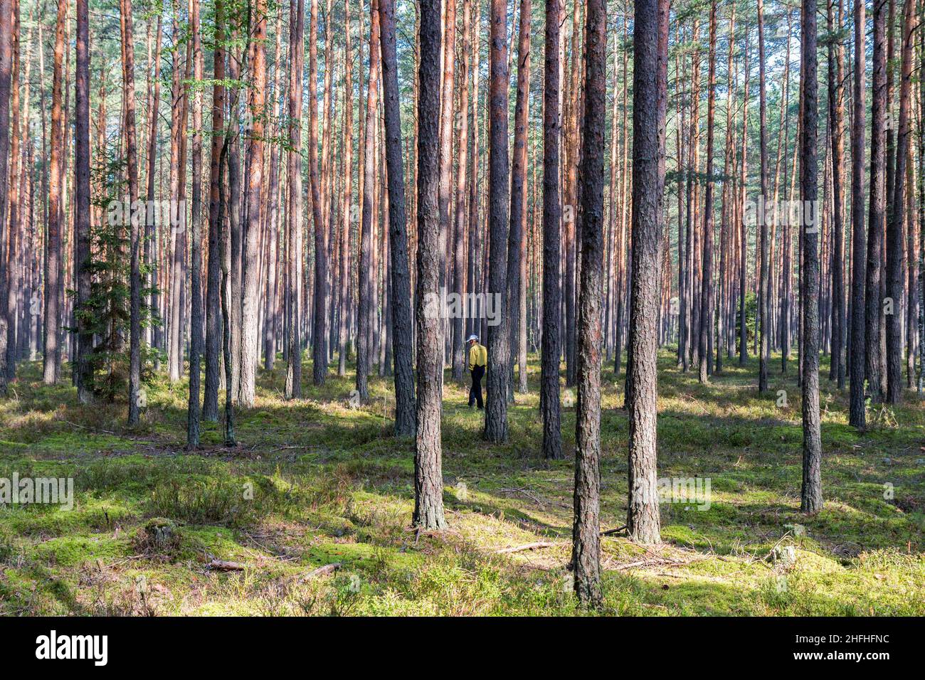 Pine forest. An elderly man gathers mushrooms. Rays of light fall through the treetops. A summer day in the woods. Stock Photo