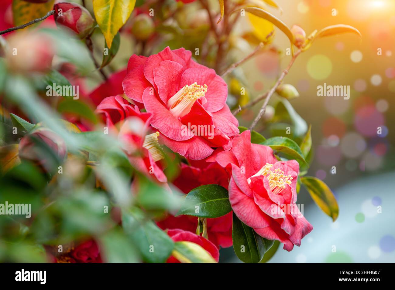 Vintage blooming Camellia bush. Flower nature background Stock Photo