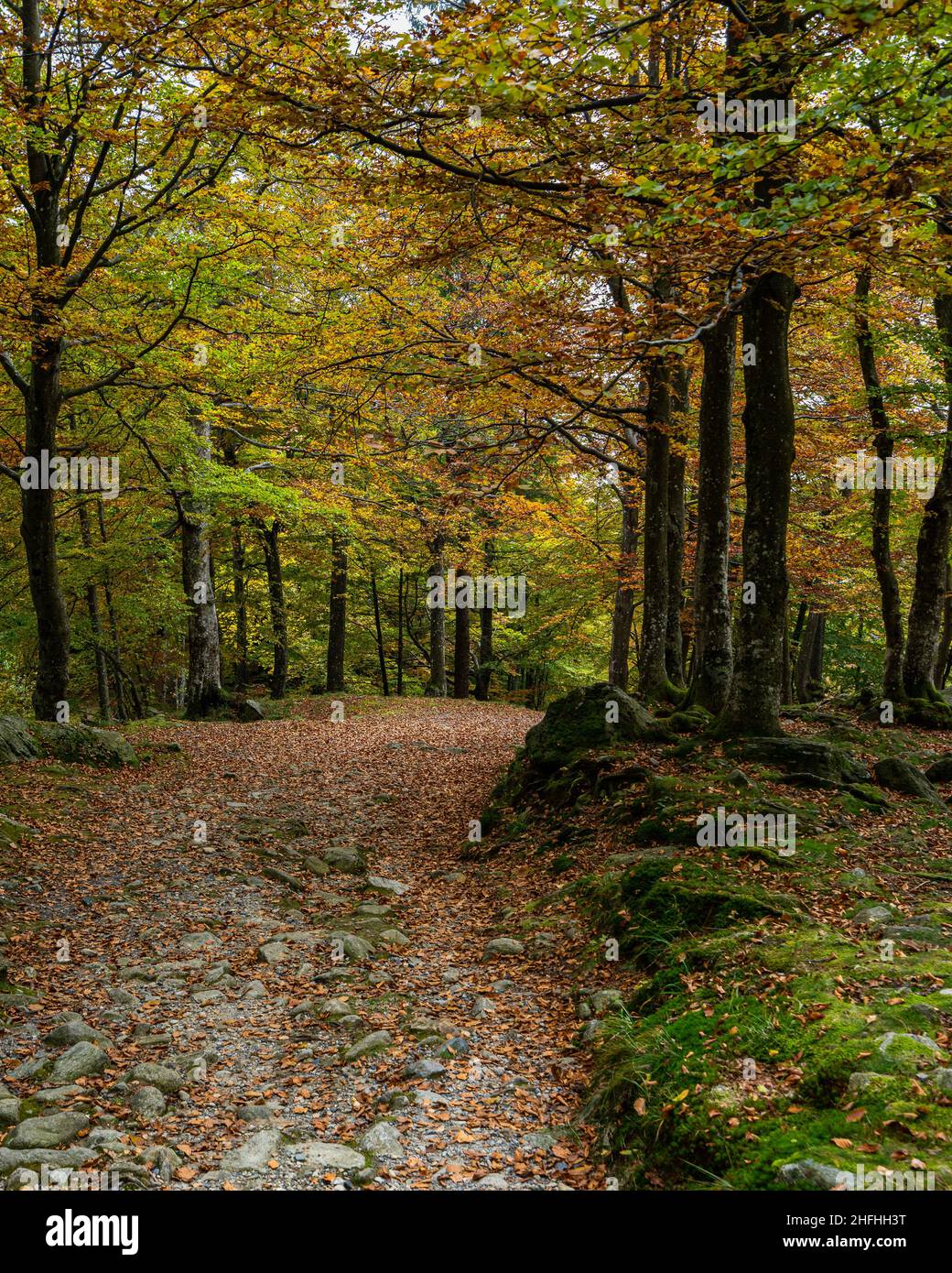 Scenic path into the woods in autumn season, Oropa, Piedmont, Italy Stock Photo