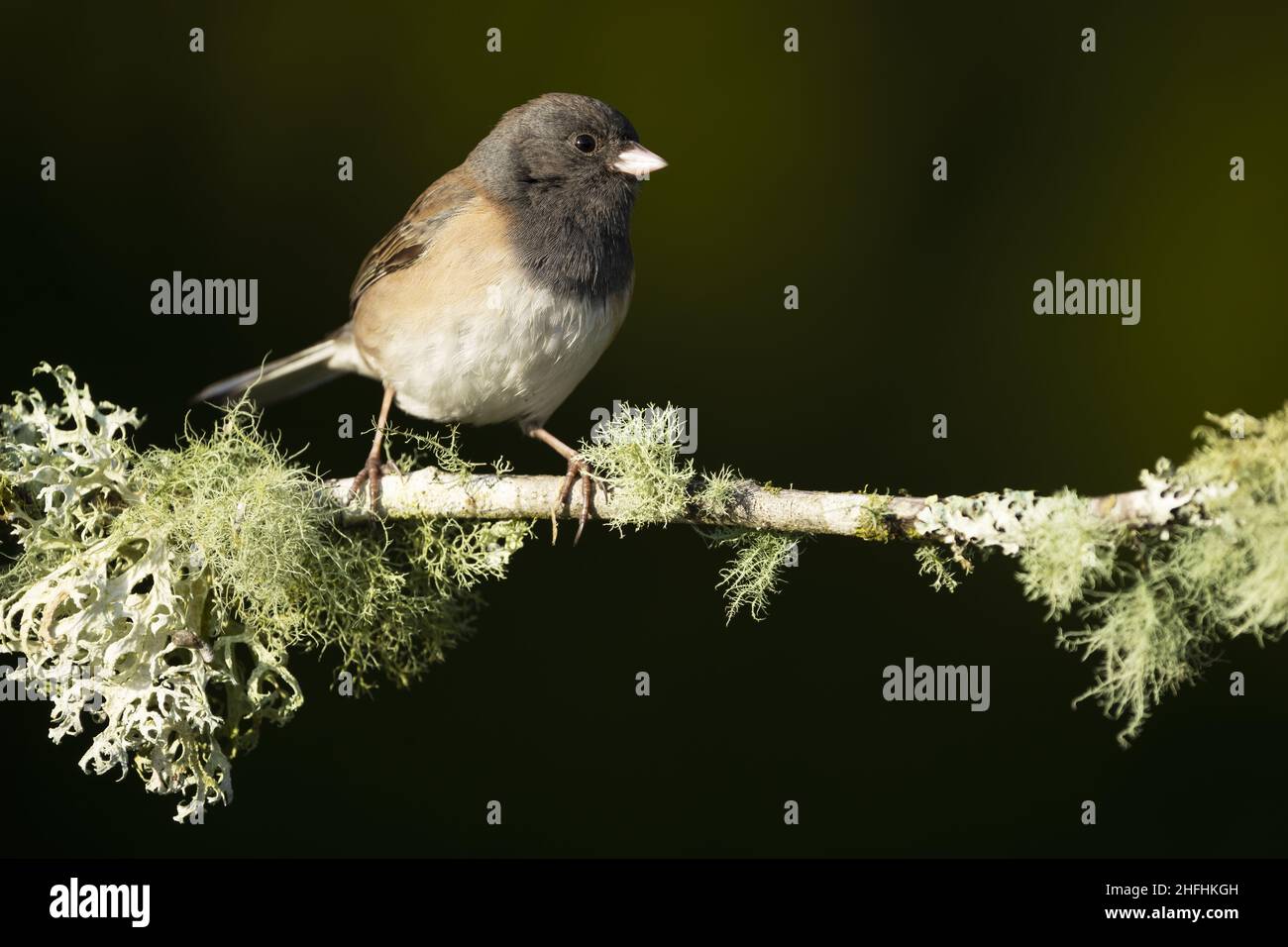 Female dark-eyed junco perched on lichen covered branch, Snohomish, Washington, USA Stock Photo