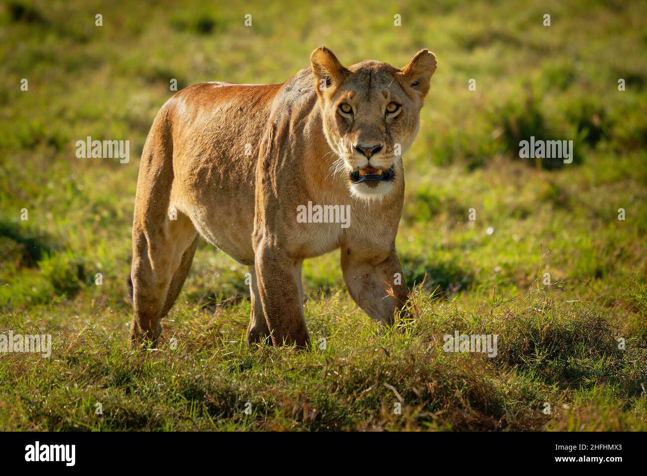 Lion - Panthera leo king of the animals. Lion - the biggest african cat ...