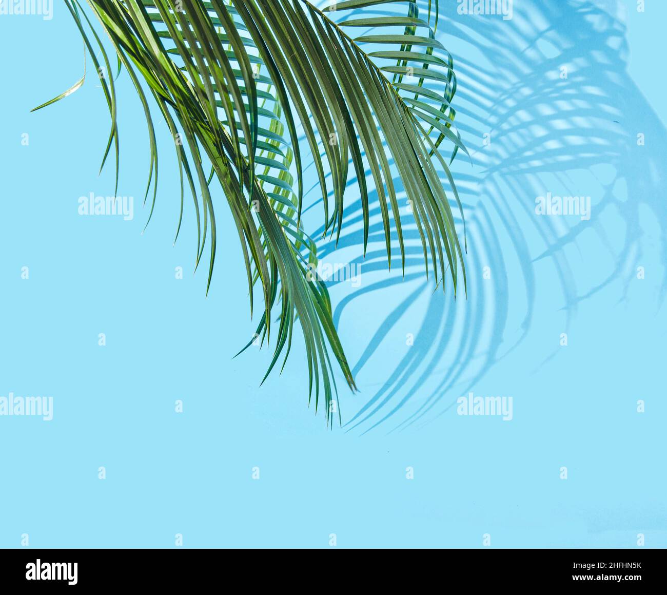 Palm leaves and shadows over a blue background. Creative concept for spring break holidays advertisement. Artistic design for travel agency web banner Stock Photo