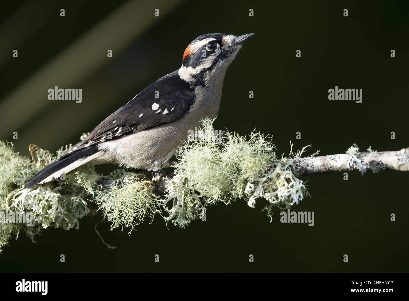 Male downy woodpecker perched on lichen covered branch, Snohomish, Washington, USA Stock Photo