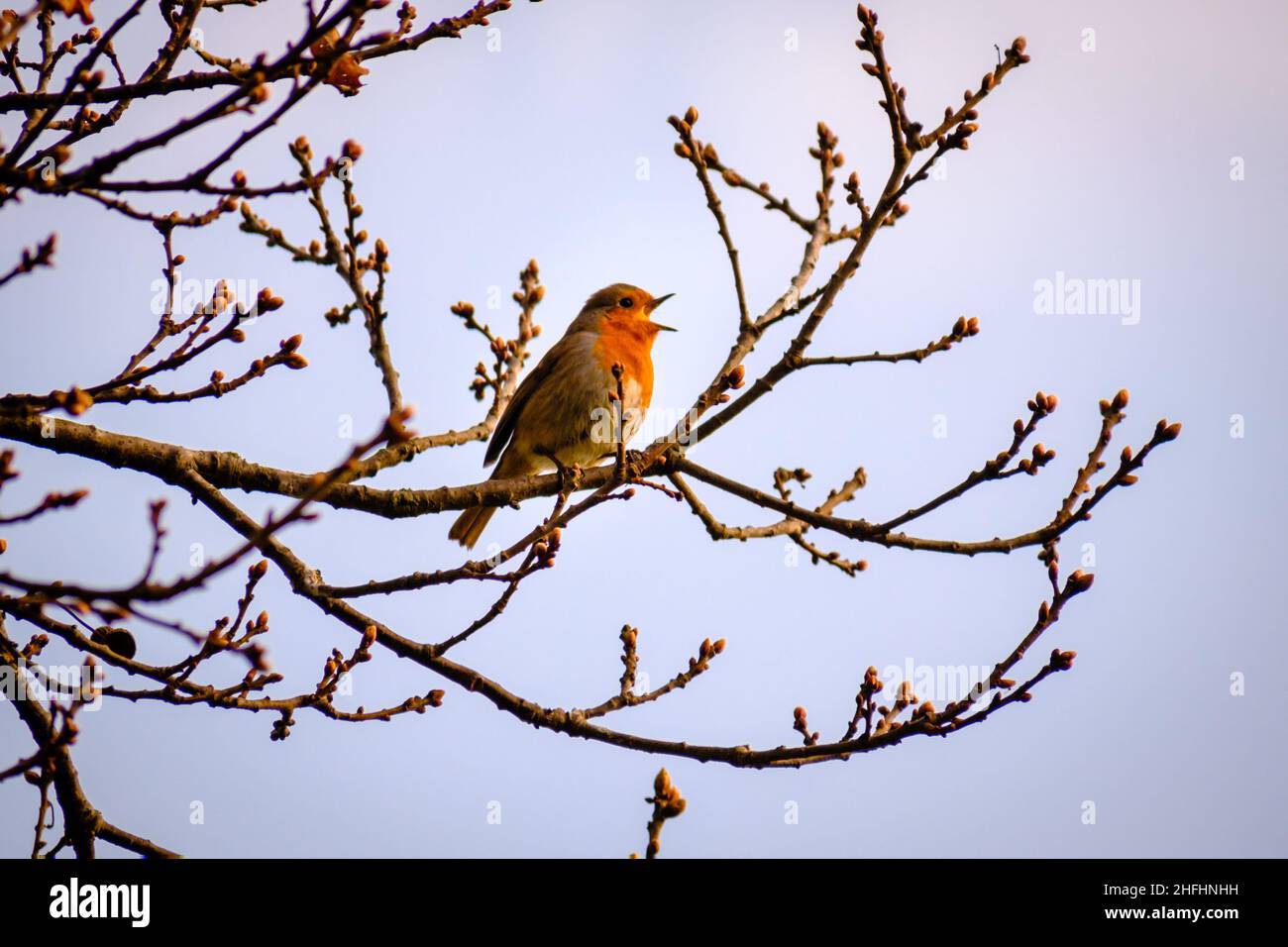 A Robin Sings in a Tree at Sunset Stock Photo