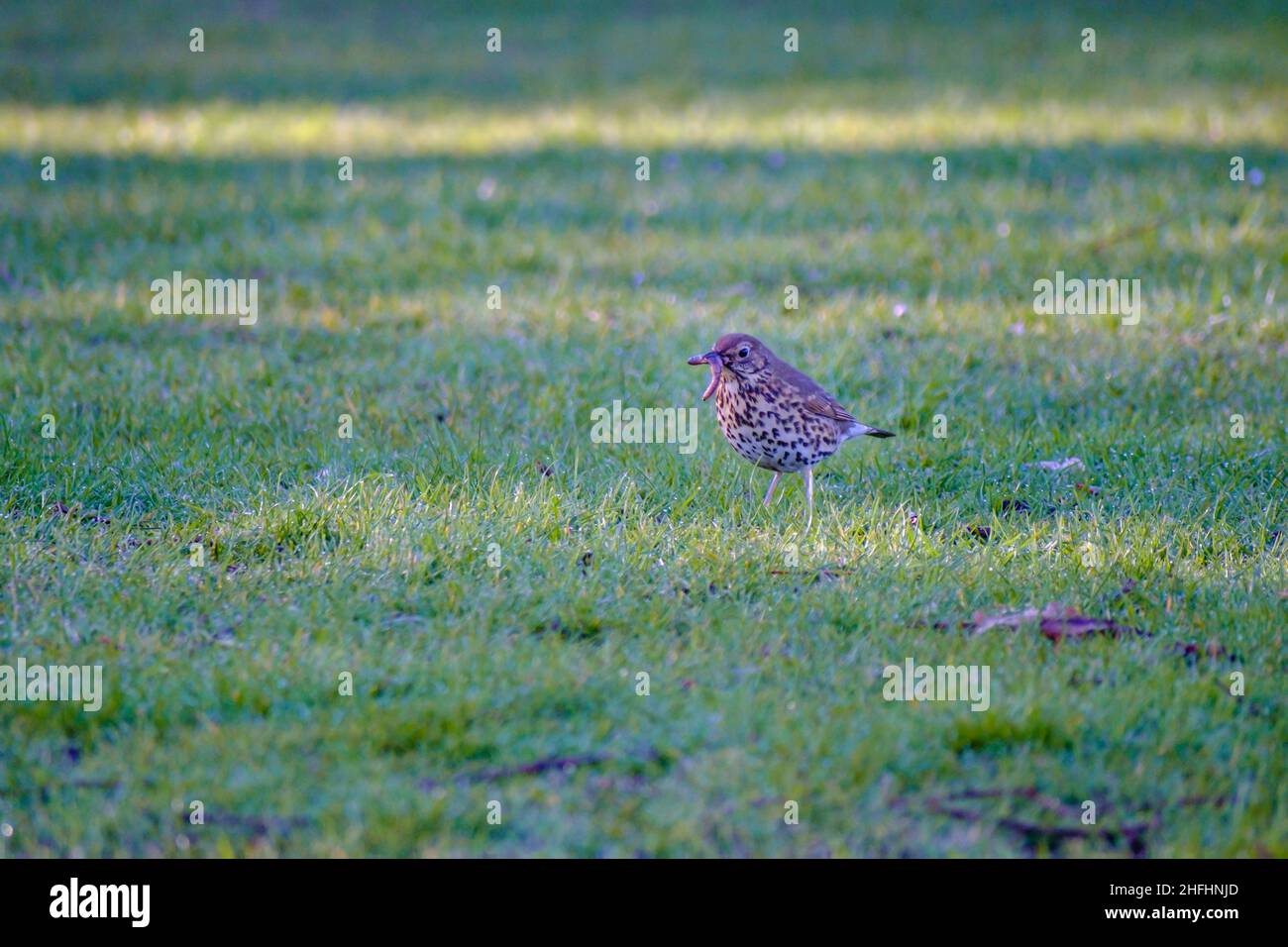 A song thrush catches the worm Stock Photo