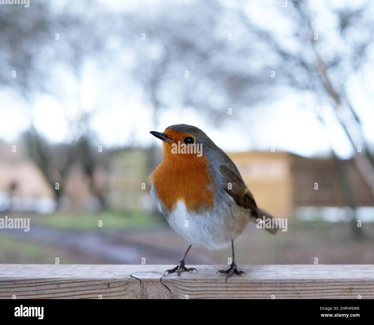 January 2022 - Friendly Robin coming very close at Ham Wall RSPB Nature Reserve near Glastonbury in Somerset, England, UK Stock Photo