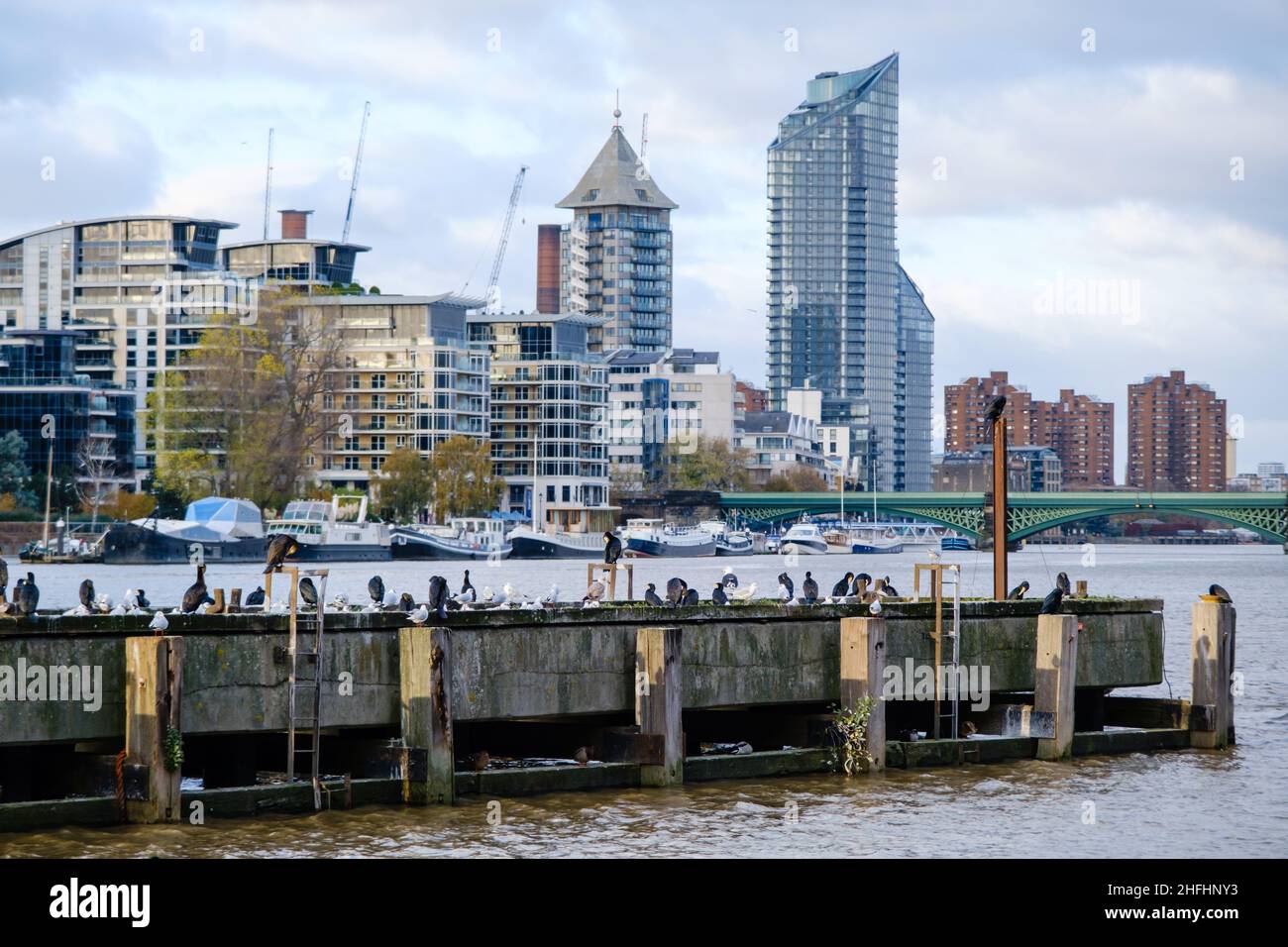 Cormorants, Seagulls and Ducks rest on a jetty in the Thames Stock Photo