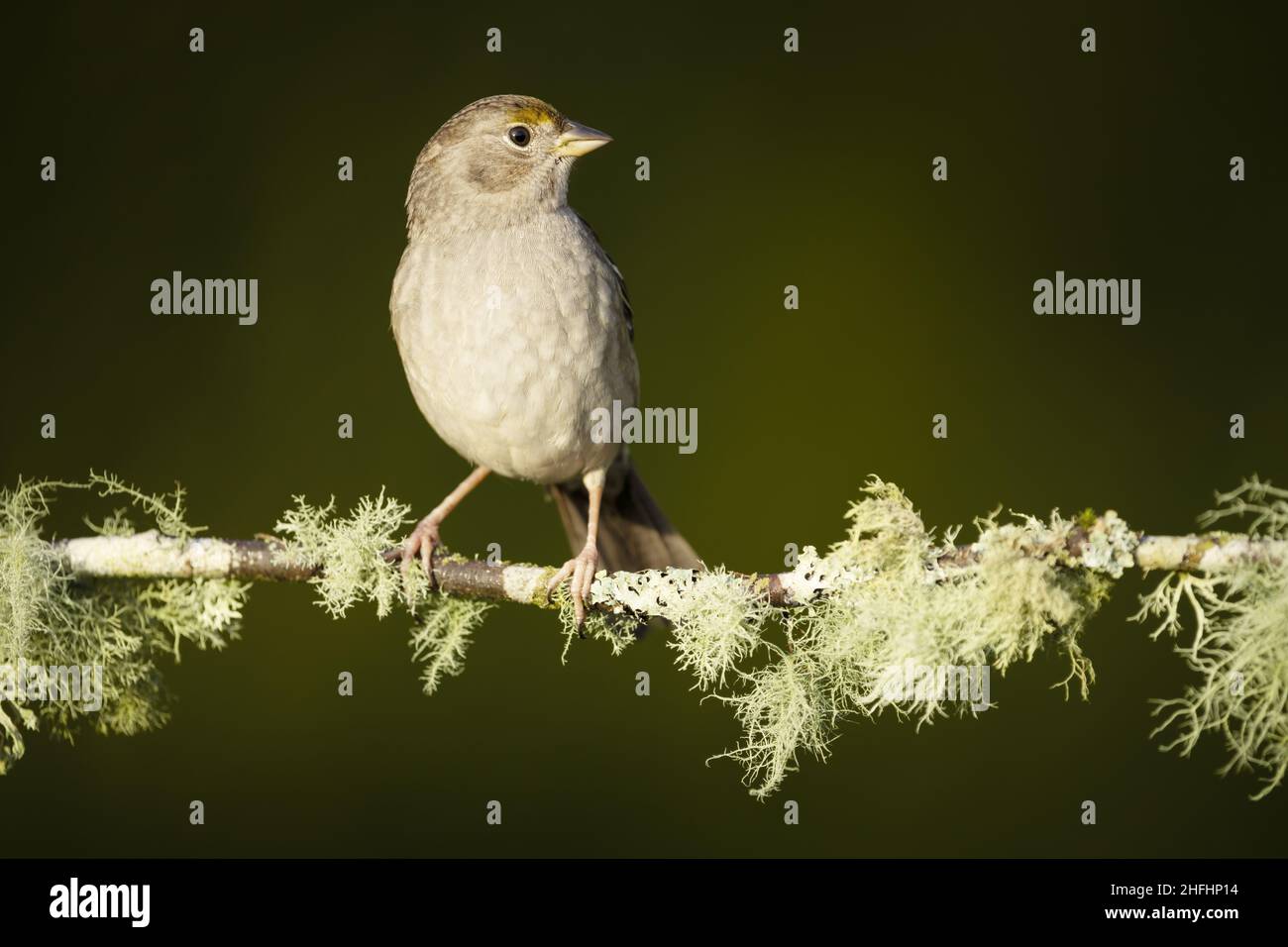 Golden-crowned sparrow in winter plumage perched on lichen covered branch, Snohomish, Washington, USA Stock Photo