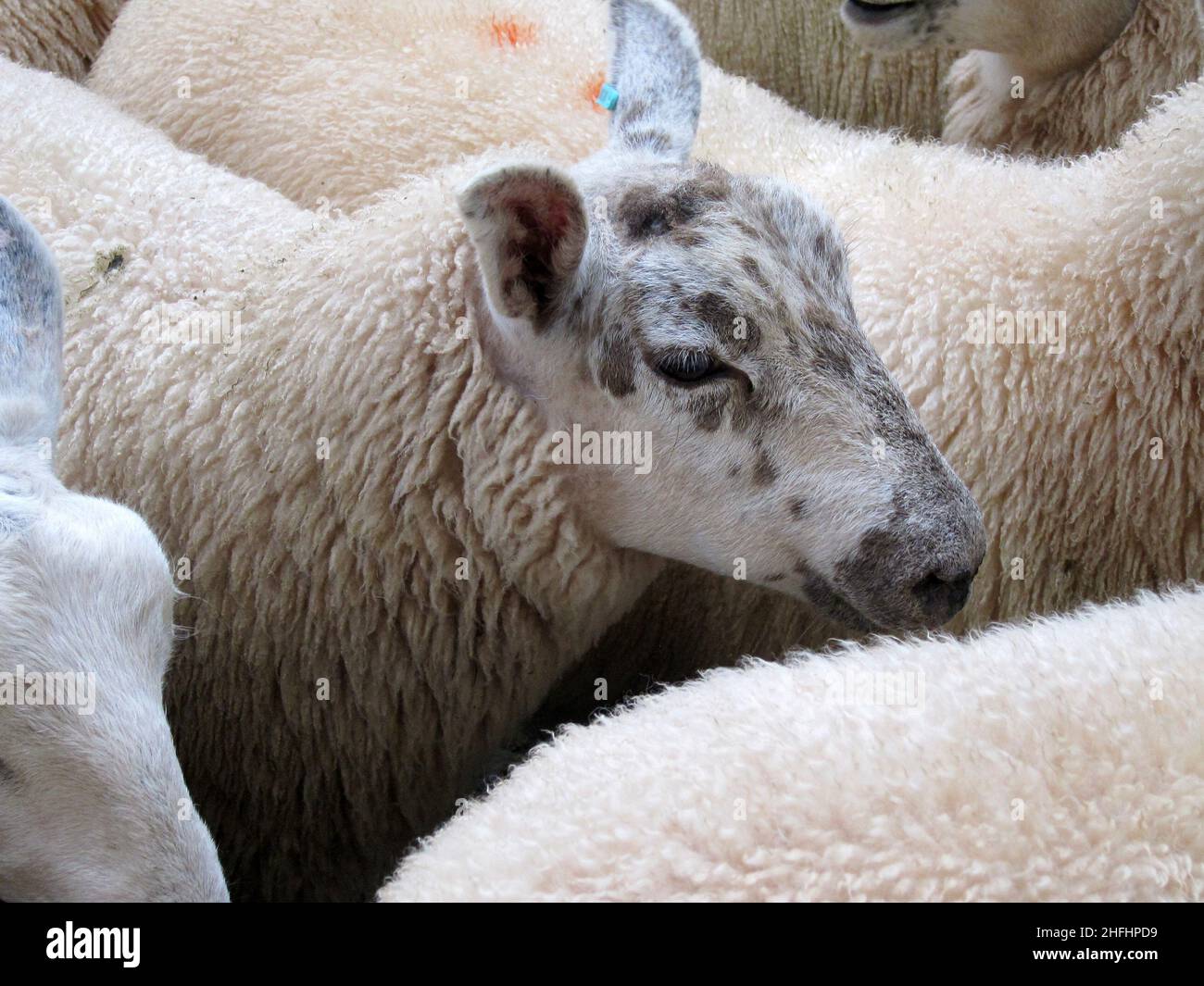 August 2012 - Sheep faces at a livestock market Stock Photo