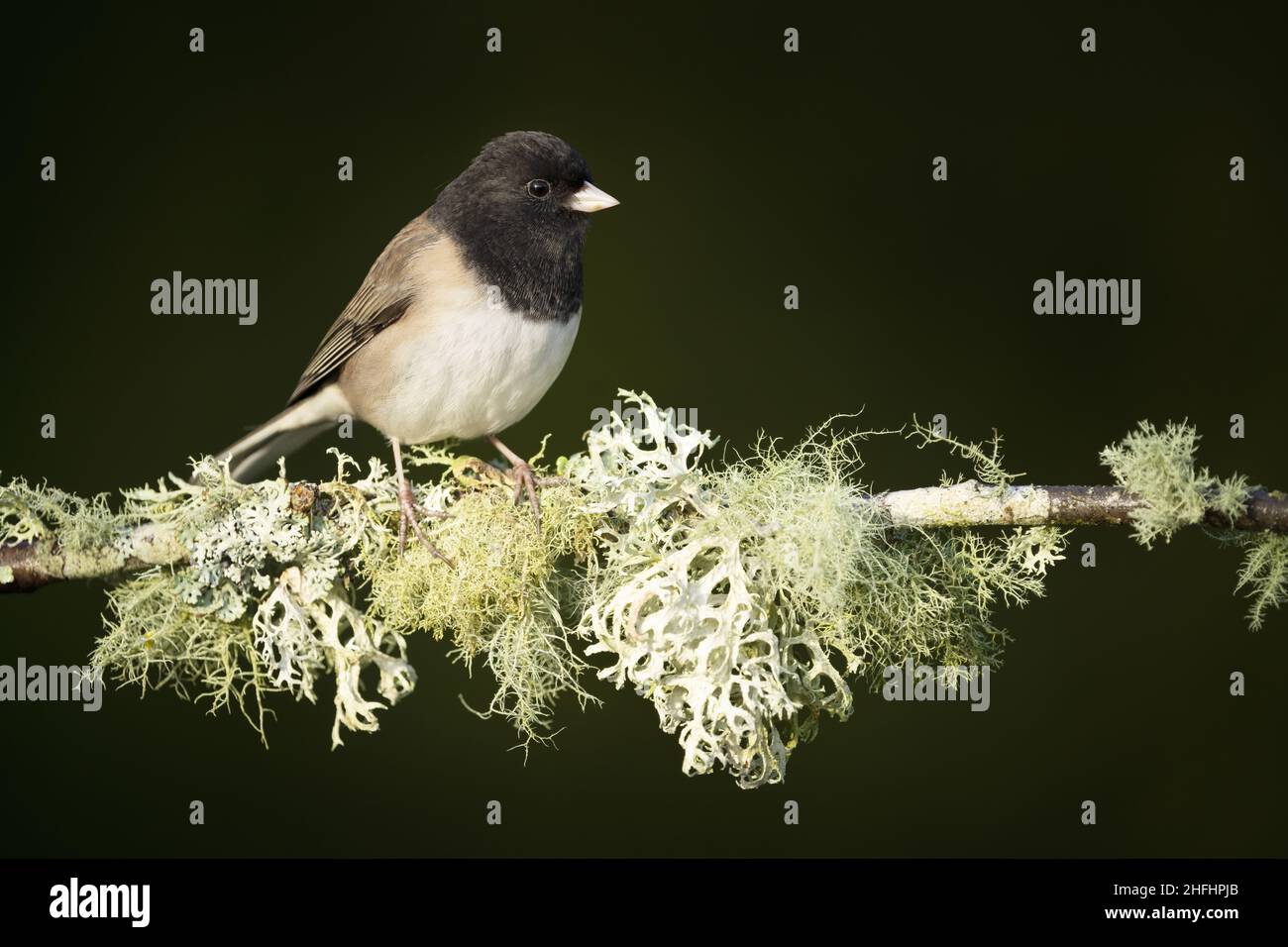 Male dark-eyed junco perched on lichen covered branch, Snohomish, Washington, USA Stock Photo