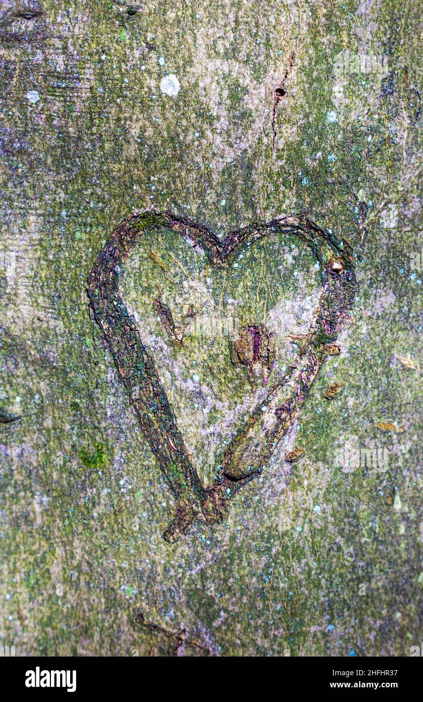 heart carved in tree in the wild forest Stock Photo