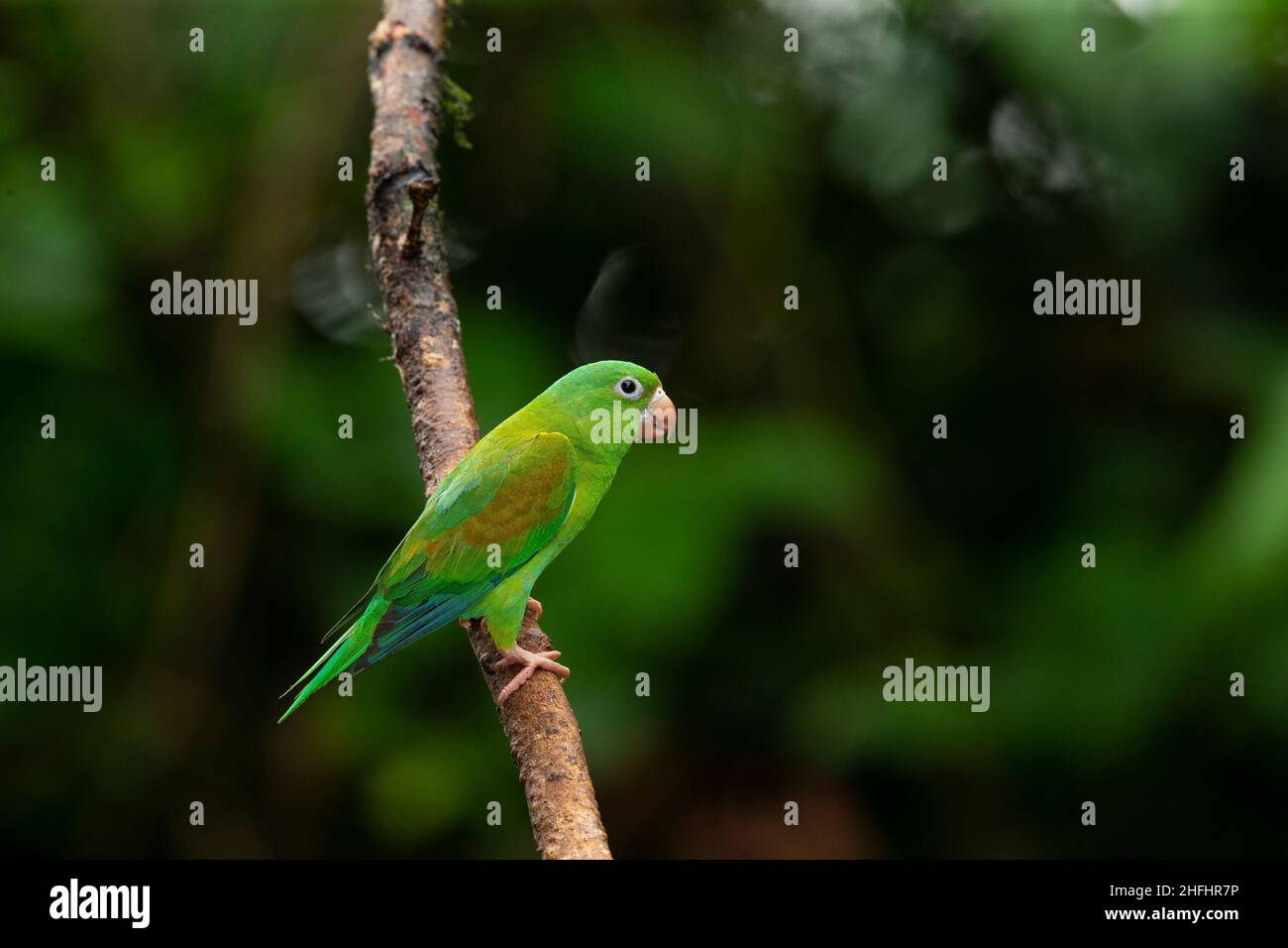 Orange-chinned Parakeet (Brotogeris jugularis) Stock Photo