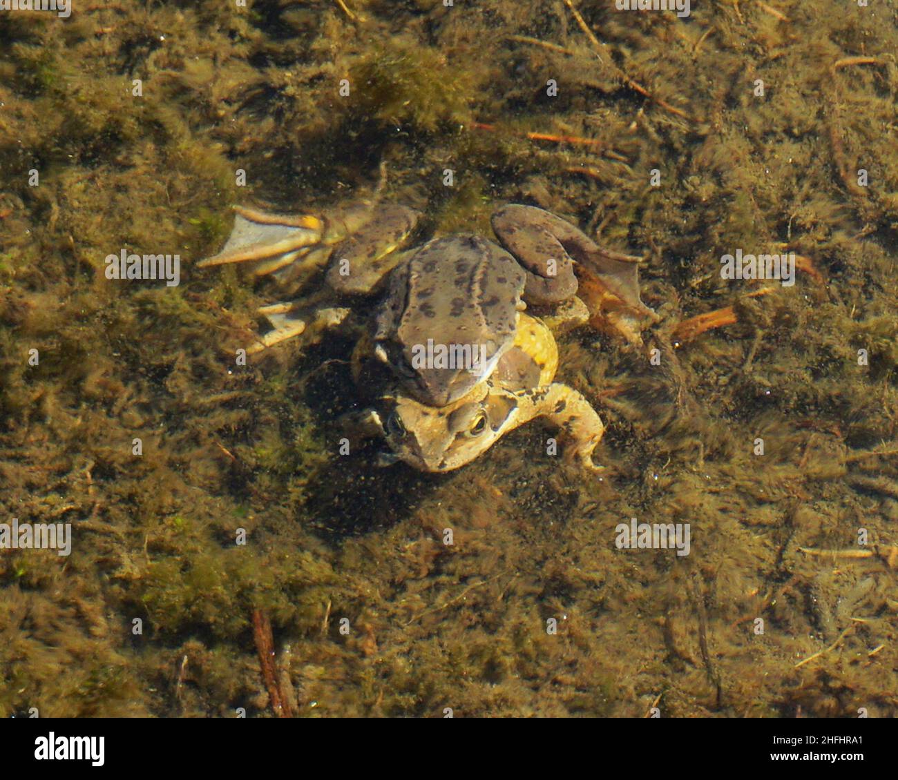 Common Frogs mating Stock Photo Alamy