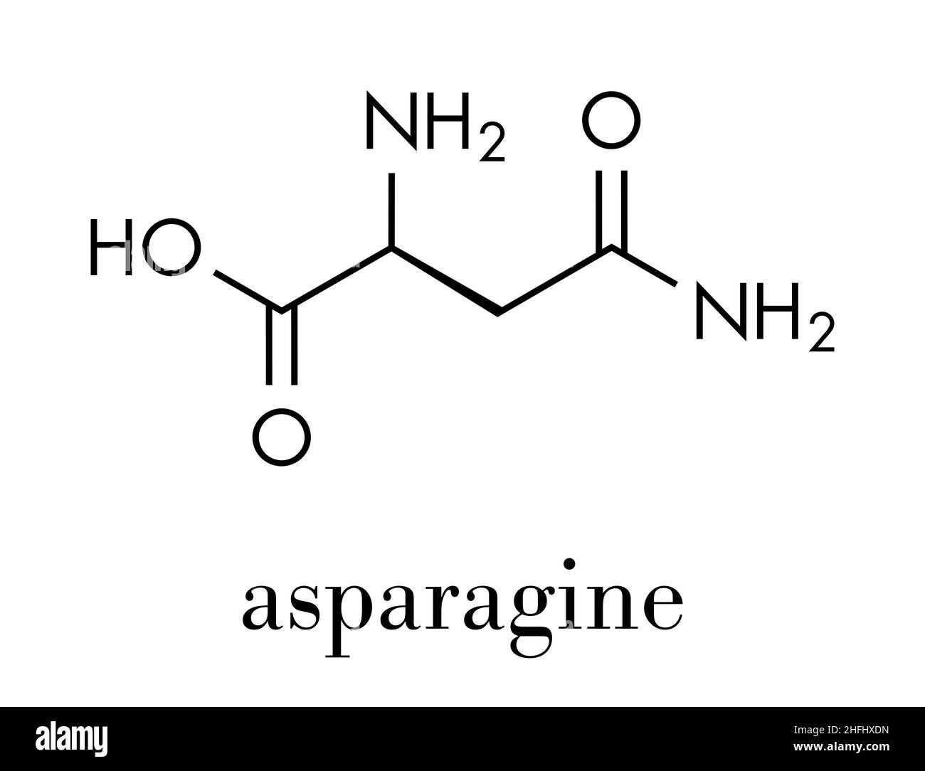 Asparagine (L-asparagine, Asn, N) amino acid molecule. Skeletal formula. Stock Vector