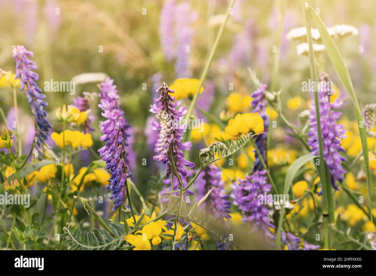 Wildflower for meadow planting hi-res stock photography and images - Alamy