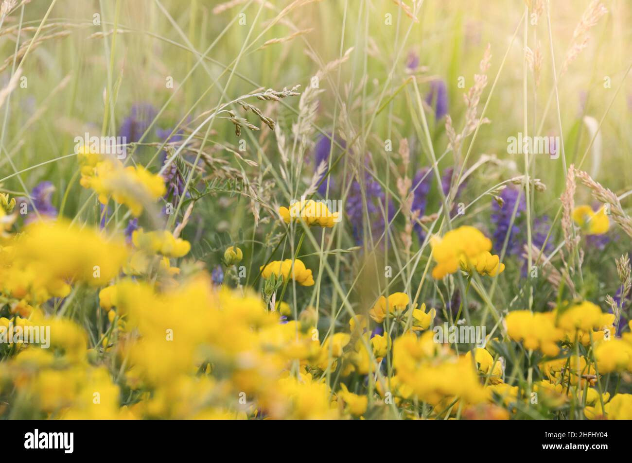 Wildflower for meadow planting hi-res stock photography and images - Alamy