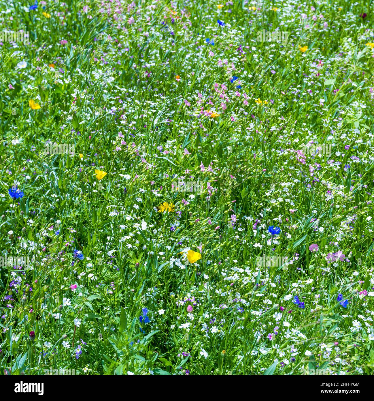 Nature bokeh natural background advertisement hi-res stock photography ...