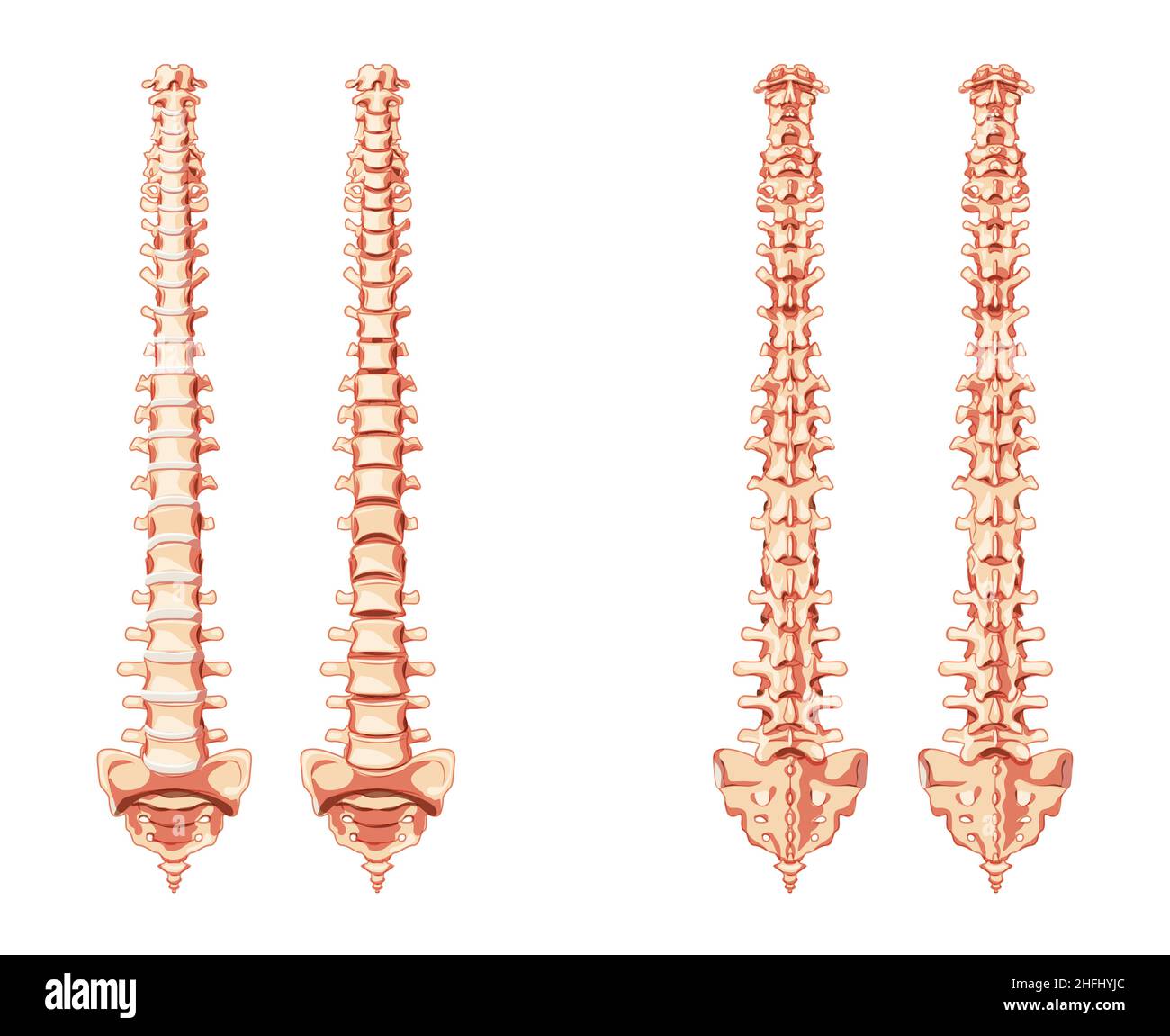 The human vertebral column spine anatomy front, back with and without Intervertebral disc. Vector flat realistic concept illustration in natural colors, spine isolated on white background. Stock Vector