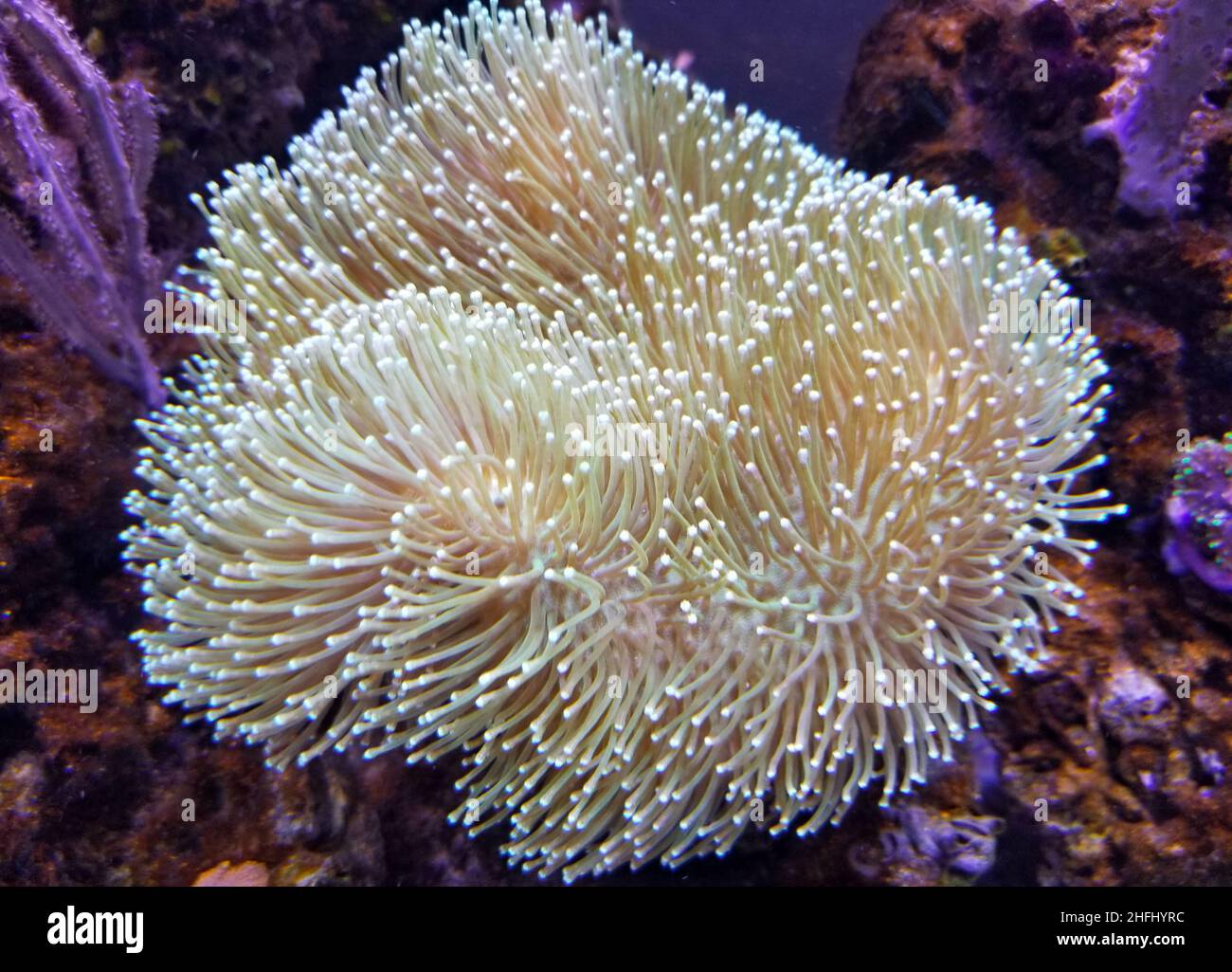 Toadstool Cora Toadstool coral hi-res stock photography and images - Alamy