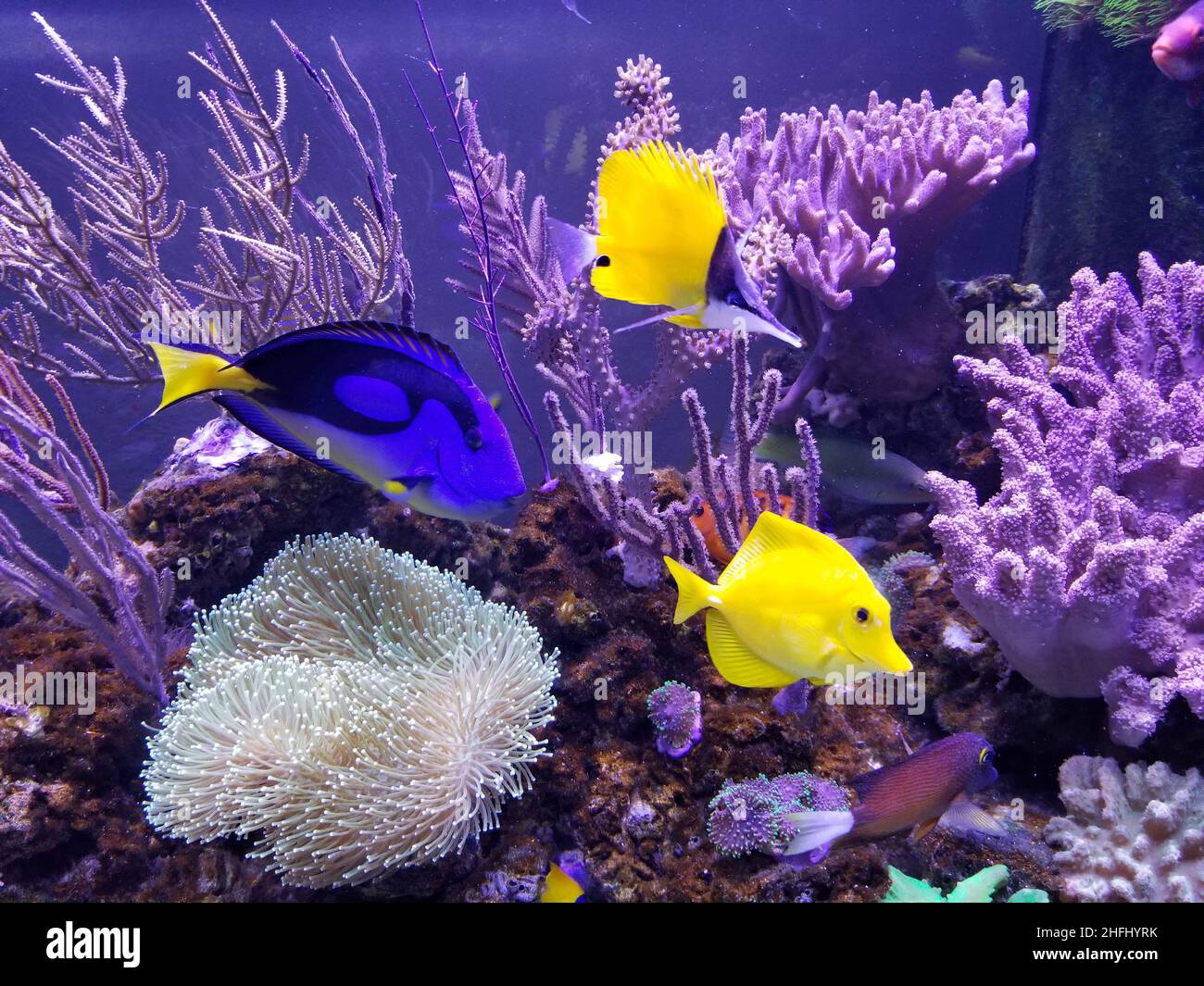 A beautiful saltwater aquarium with blue and yellow tang and variety of ...