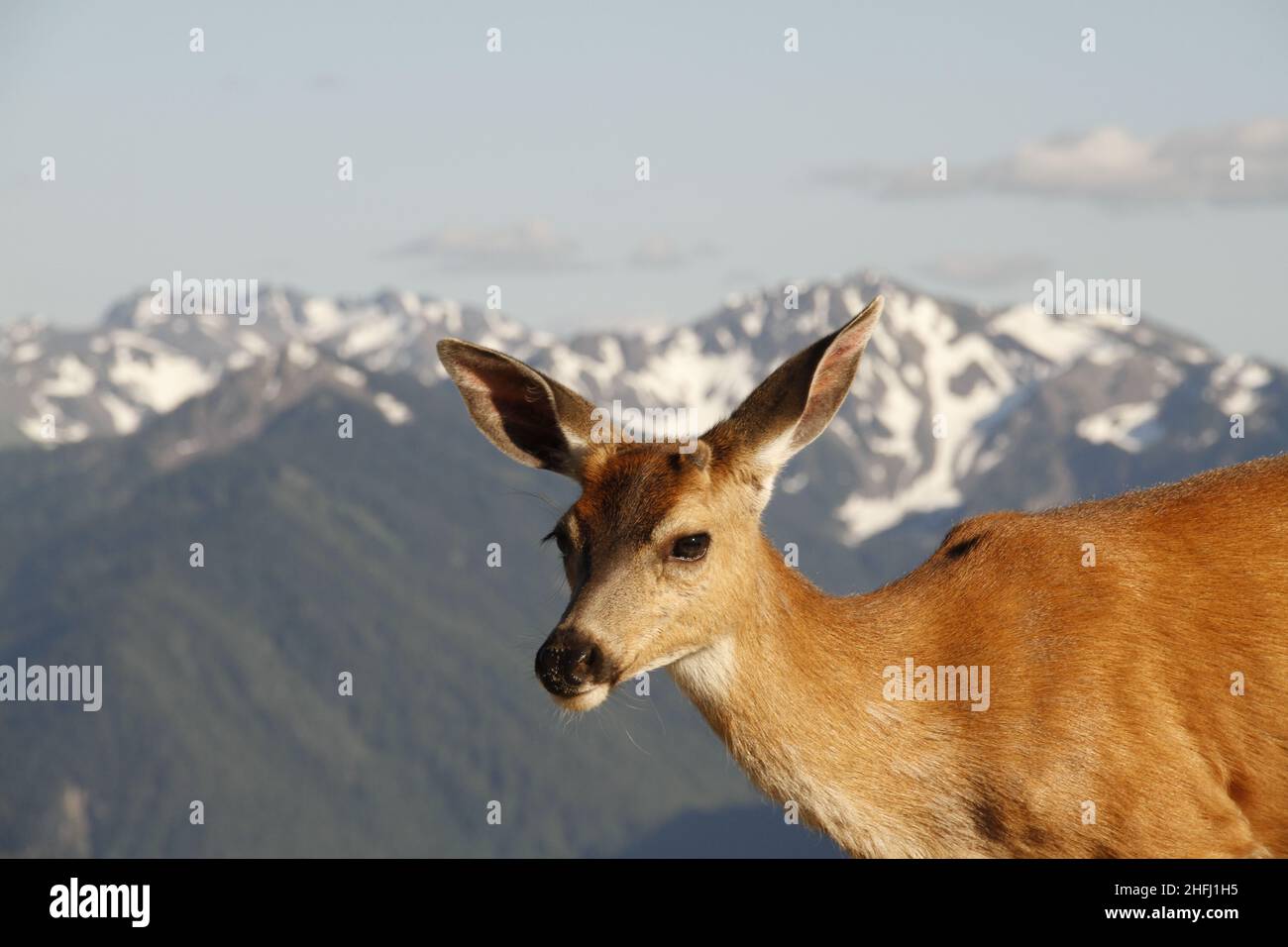 A close-up side view of a Black-tailed Deer (Odocoileus hemionus) at ...
