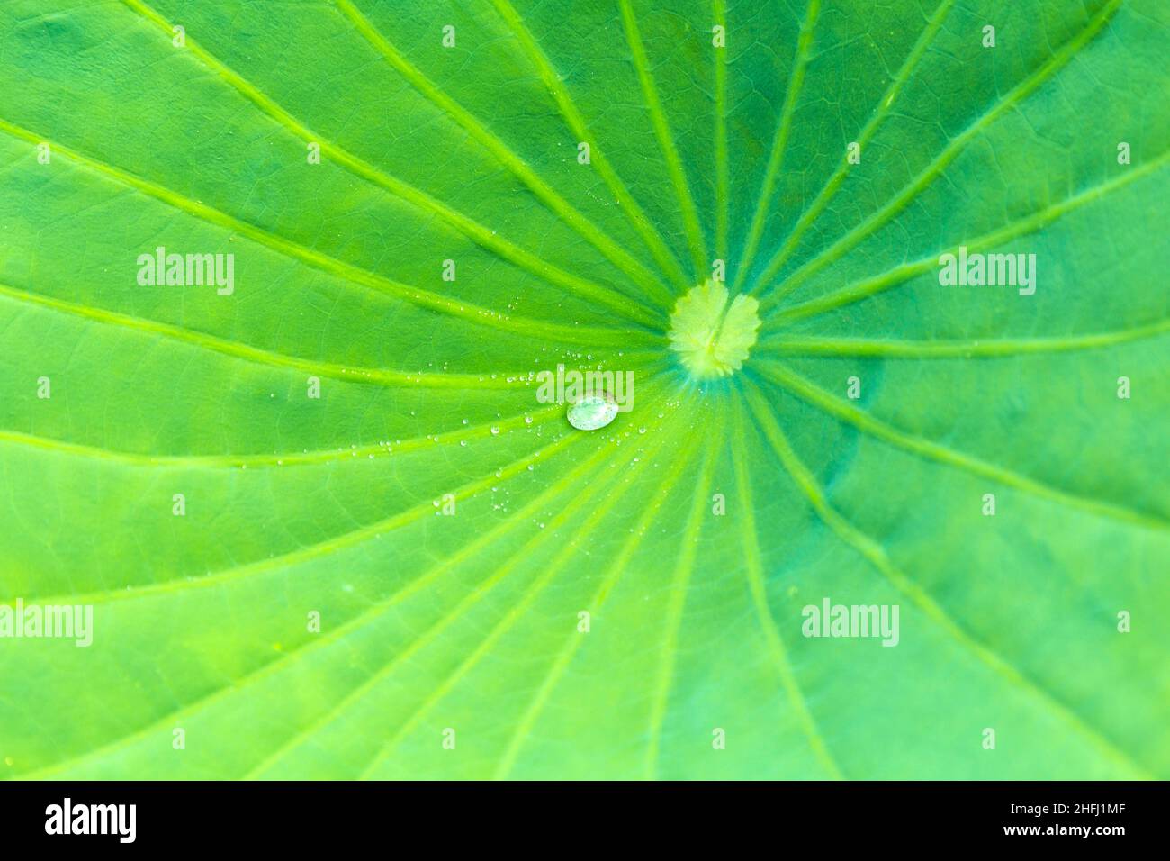 Floating waterlily leaf with water drop on it Stock Photo - Alamy