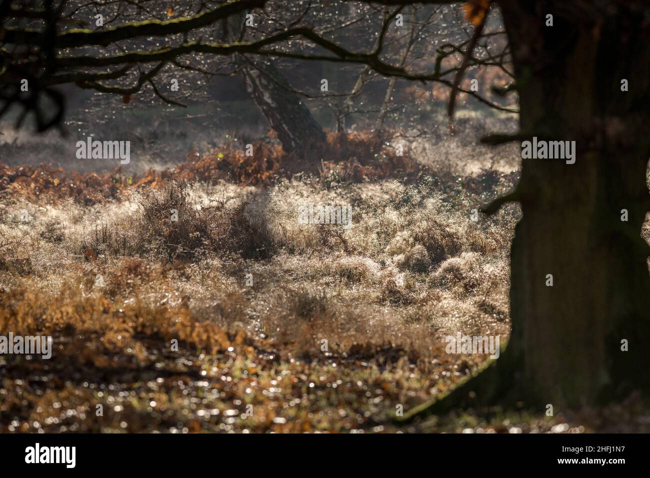 Back lite grass with dew and silhouetted against English Oak tree. Stock Photo