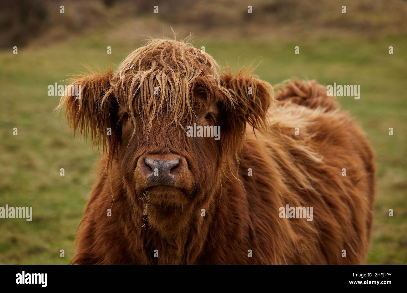 Scottish alpine cow portrait closed with blur background. Ireland, Co. Donegal Stock Photo