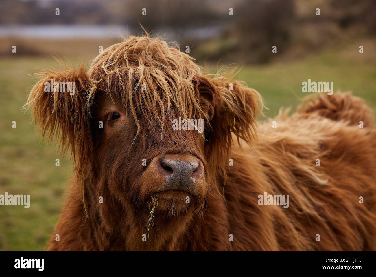 Scottish alpine cow portrait in open field. Ireland, Co. Donegal Stock Photo