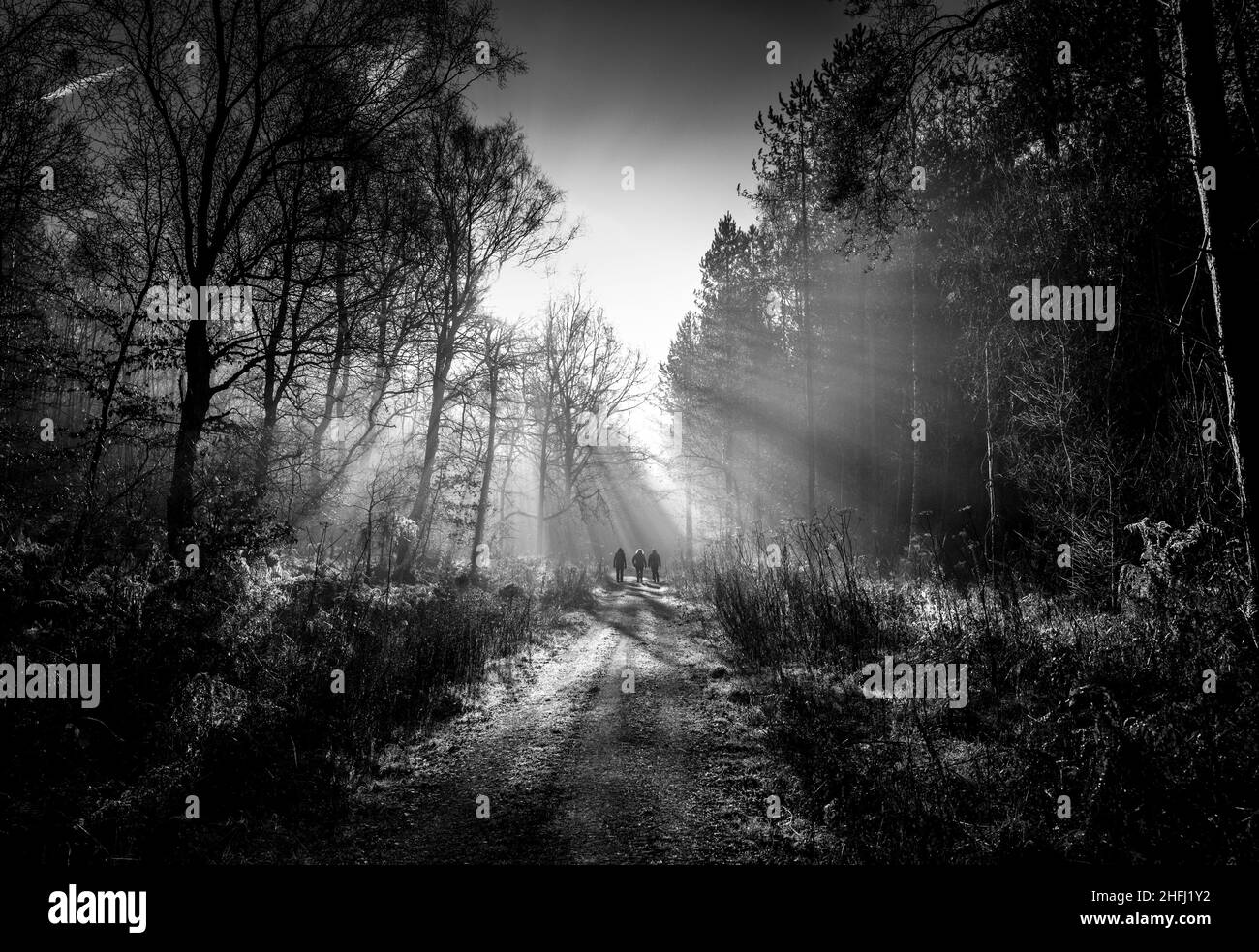 Woodland footpath Black and White Stock Photos & Images - Alamy