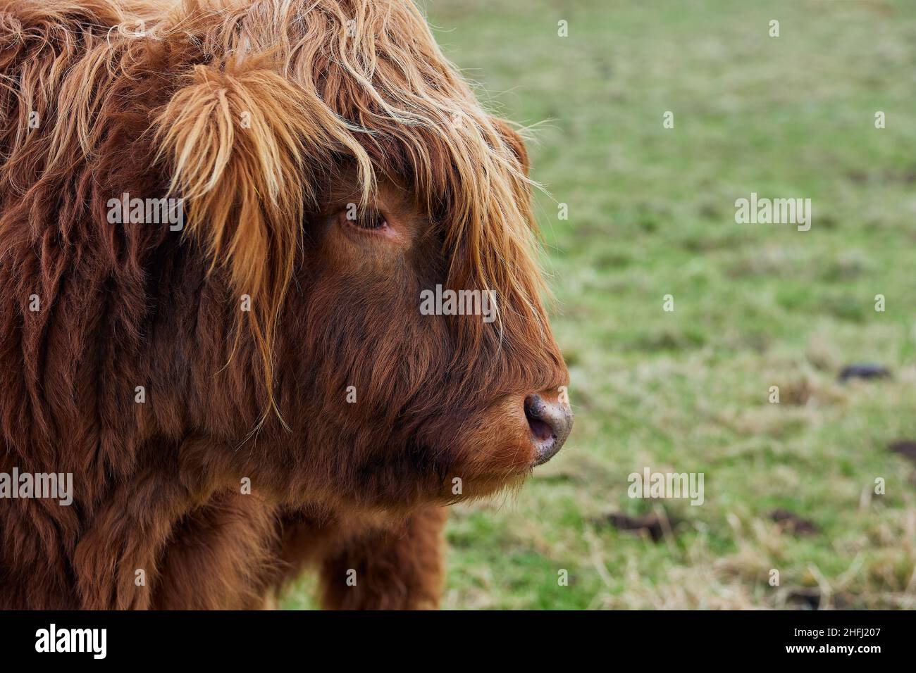 head of Scottish alpine cow on farm. Ireland, Co.Donegal Stock Photo