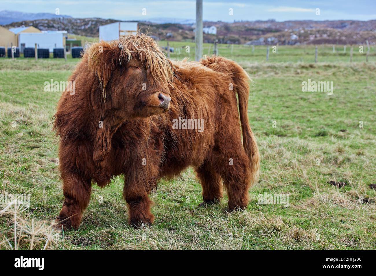Full image of Scottish alpine cow on farm. Ireland, Co.Donegal Stock Photo