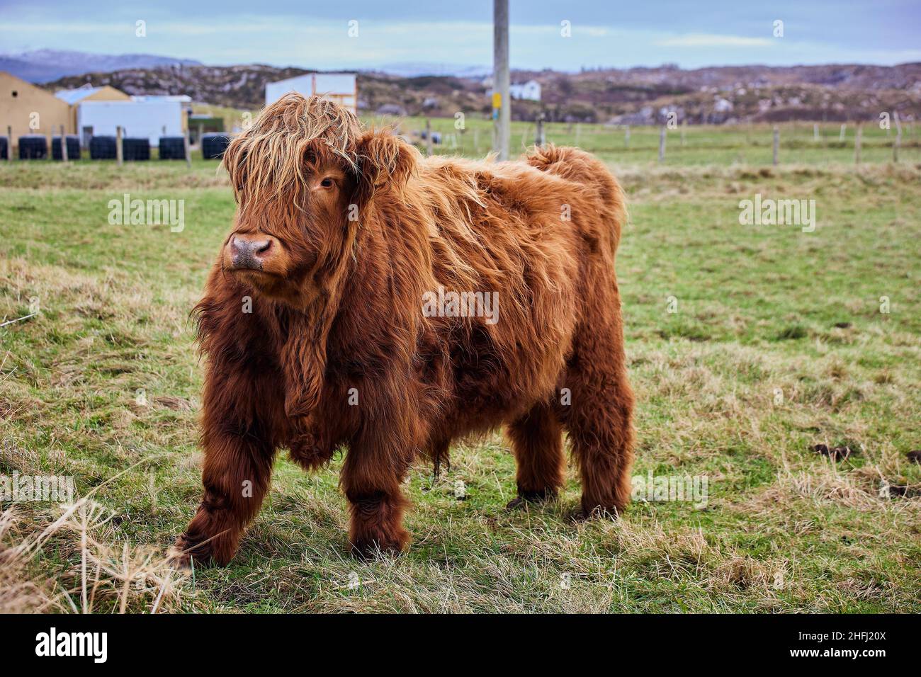 Scottish alpine cow from the highlands, on farm in Ireland, Co.Donegal Stock Photo