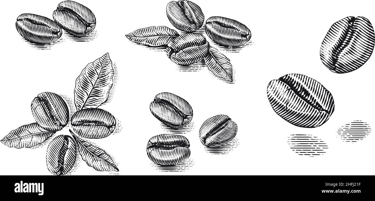 set coffee beans Hand drawing sketch engraving illustration style Stock ...