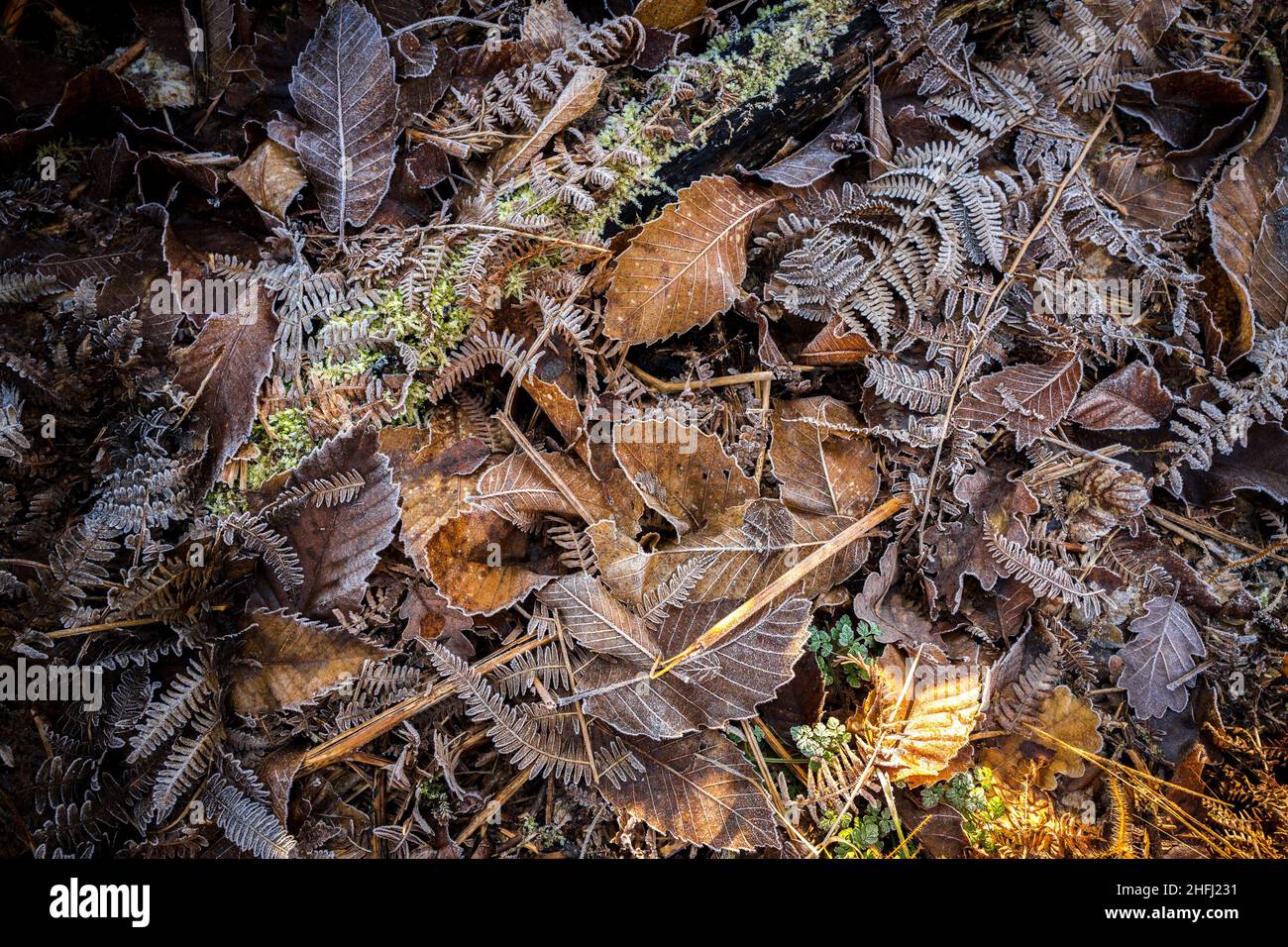 Frozen leaf litter of bracken, Sweet Chestnut and Beech. Stock Photo