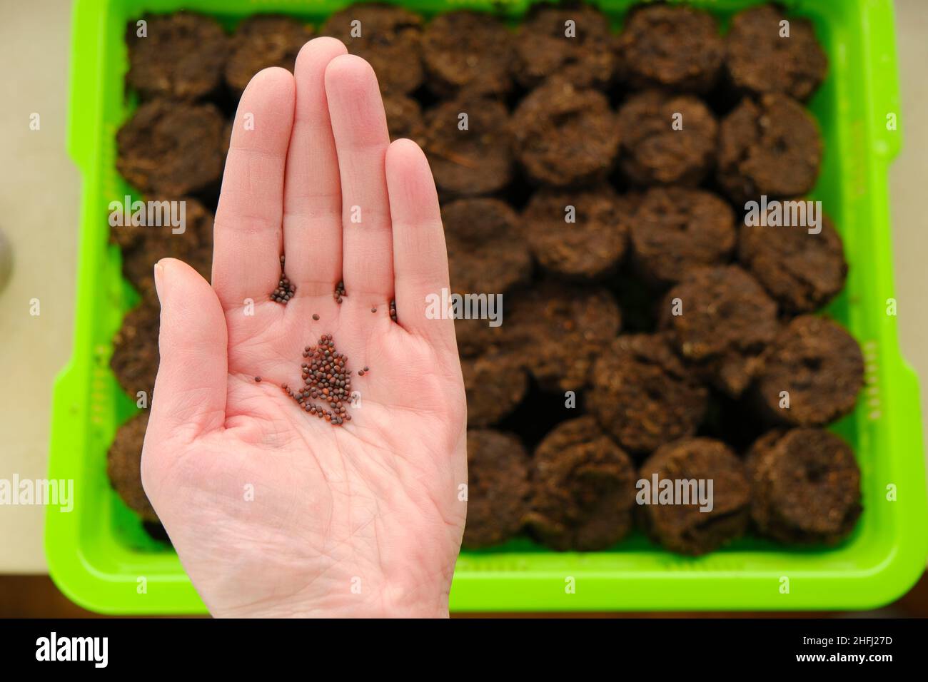 Sowing seeds. hand with seeds on peat tablets.Growing seedlings.plant