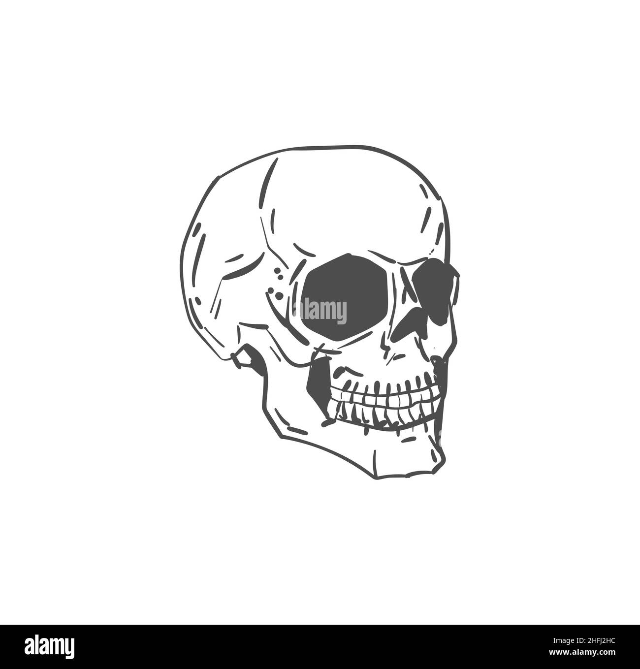 Scull Hand drawing isolated. Skeleton head. Vector illustration Stock ...