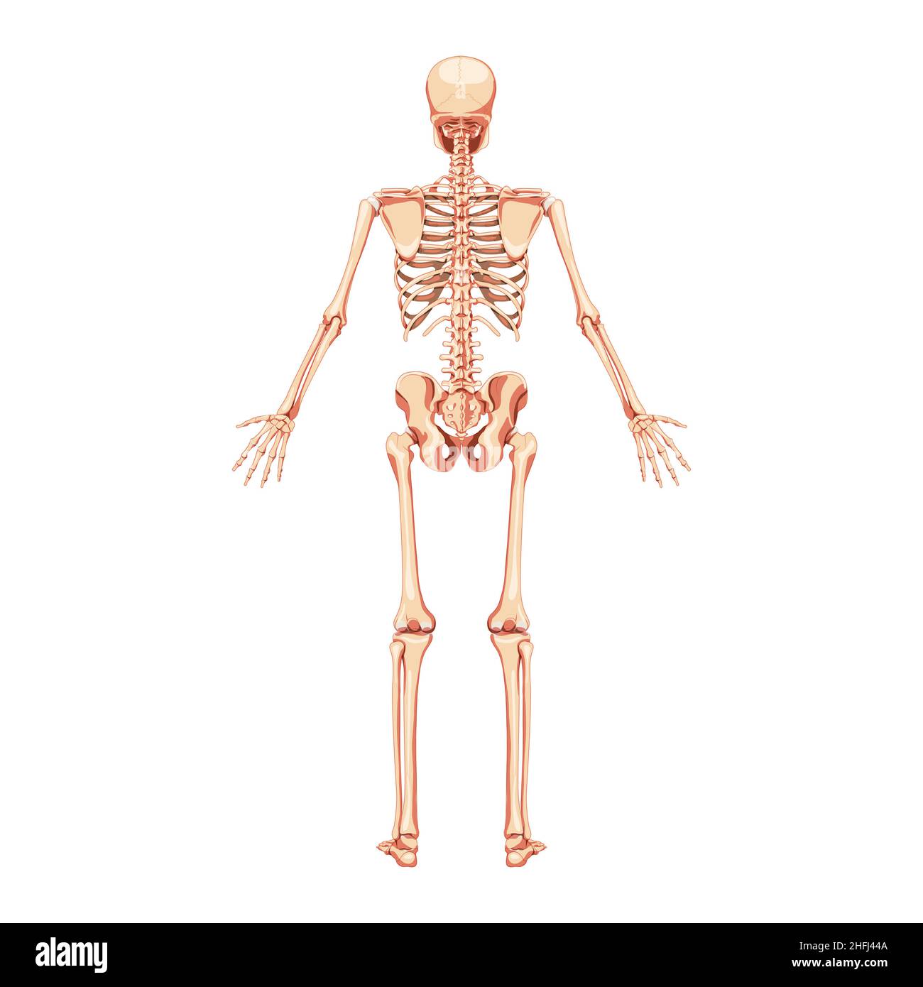 Skeleton Human back posterior view. Realistic flat natural color concept Anatomical physiology Vector illustration of anatomy isolated on white background for medical atlas or educational textbook. Stock Vector