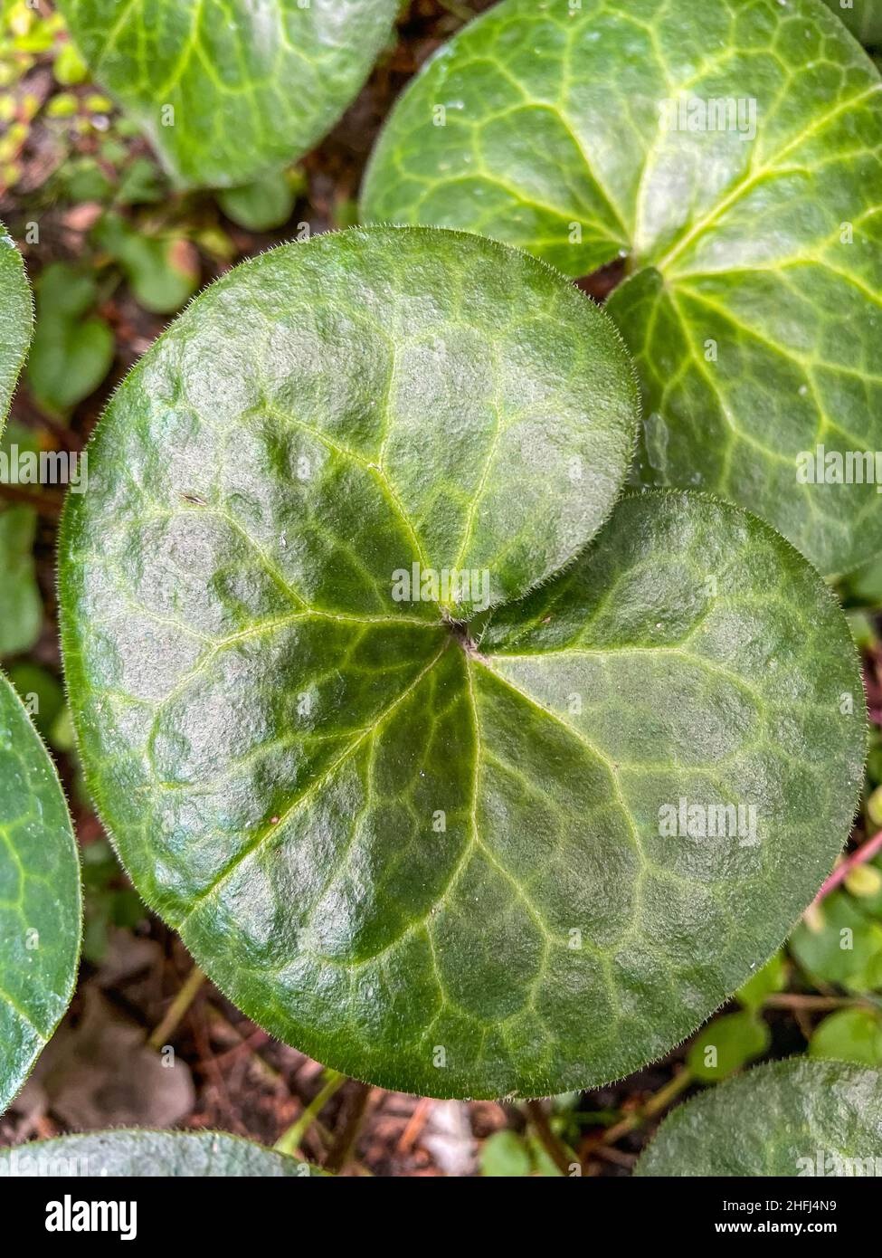 European wild ginger (Asarum europaeum) is a species of flowering plant in the birthwort family Aristolochiaceae, native to large parts of temperate E Stock Photo