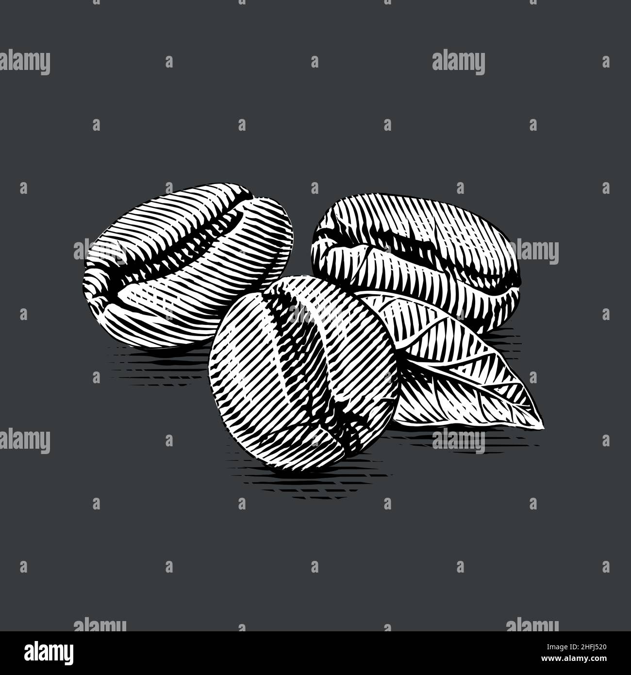 macro coffee beans Hand drawing sketch engraving illustration style ...