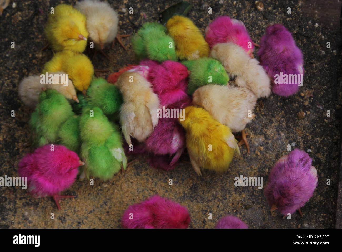 colorful birds for pets at the animal market. Stock Photo